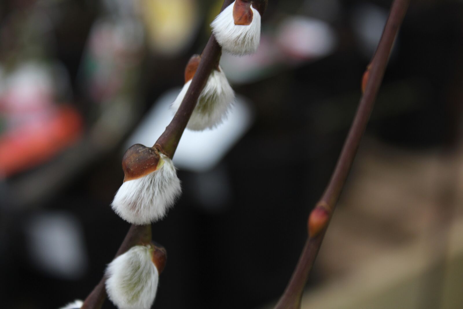 Canon EOS 1300D (EOS Rebel T6 / EOS Kiss X80) sample photo. Salix, goat willow, winter photography
