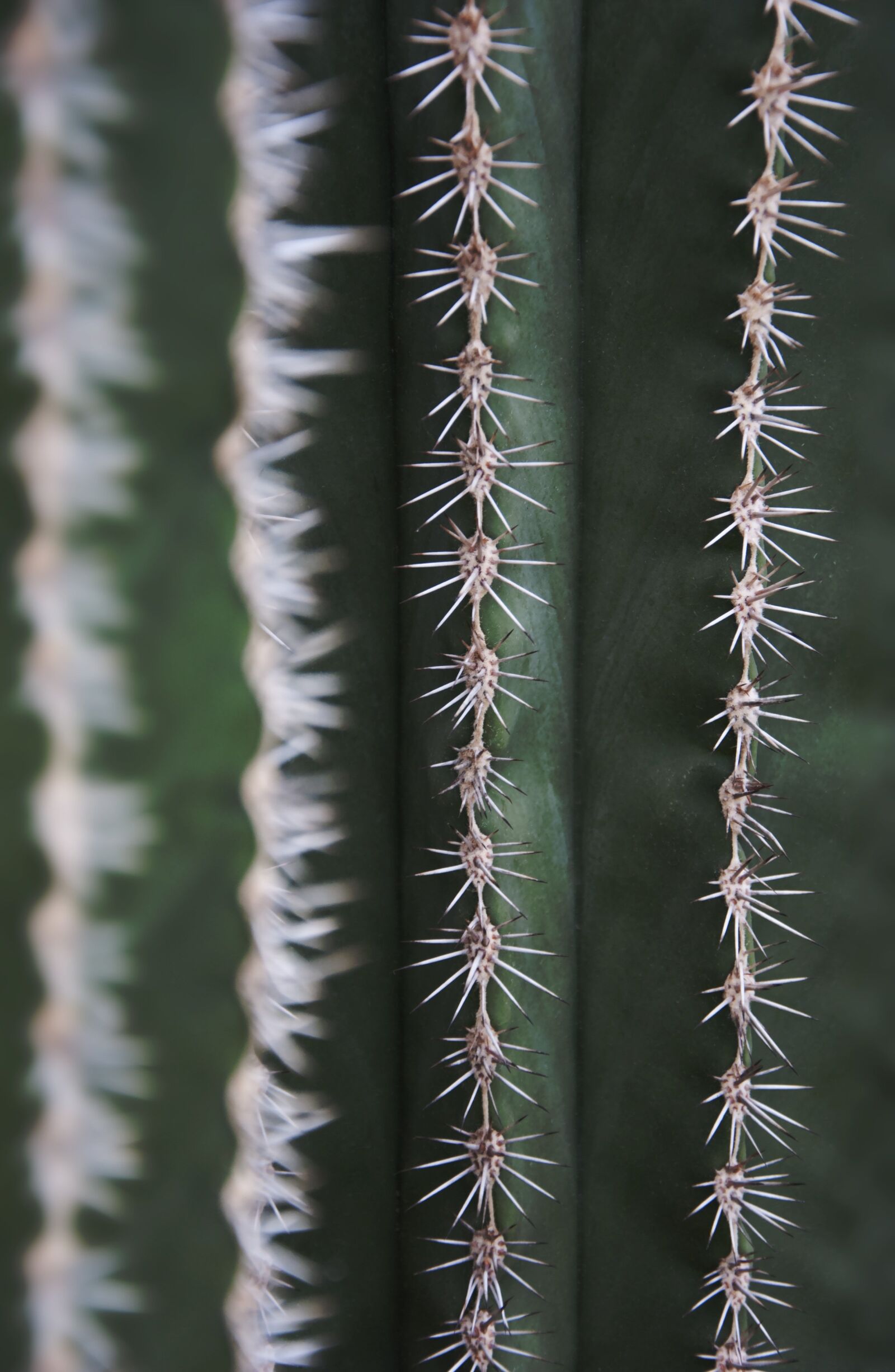 Nikon D3000 sample photo. Cactus, spur, flora photography