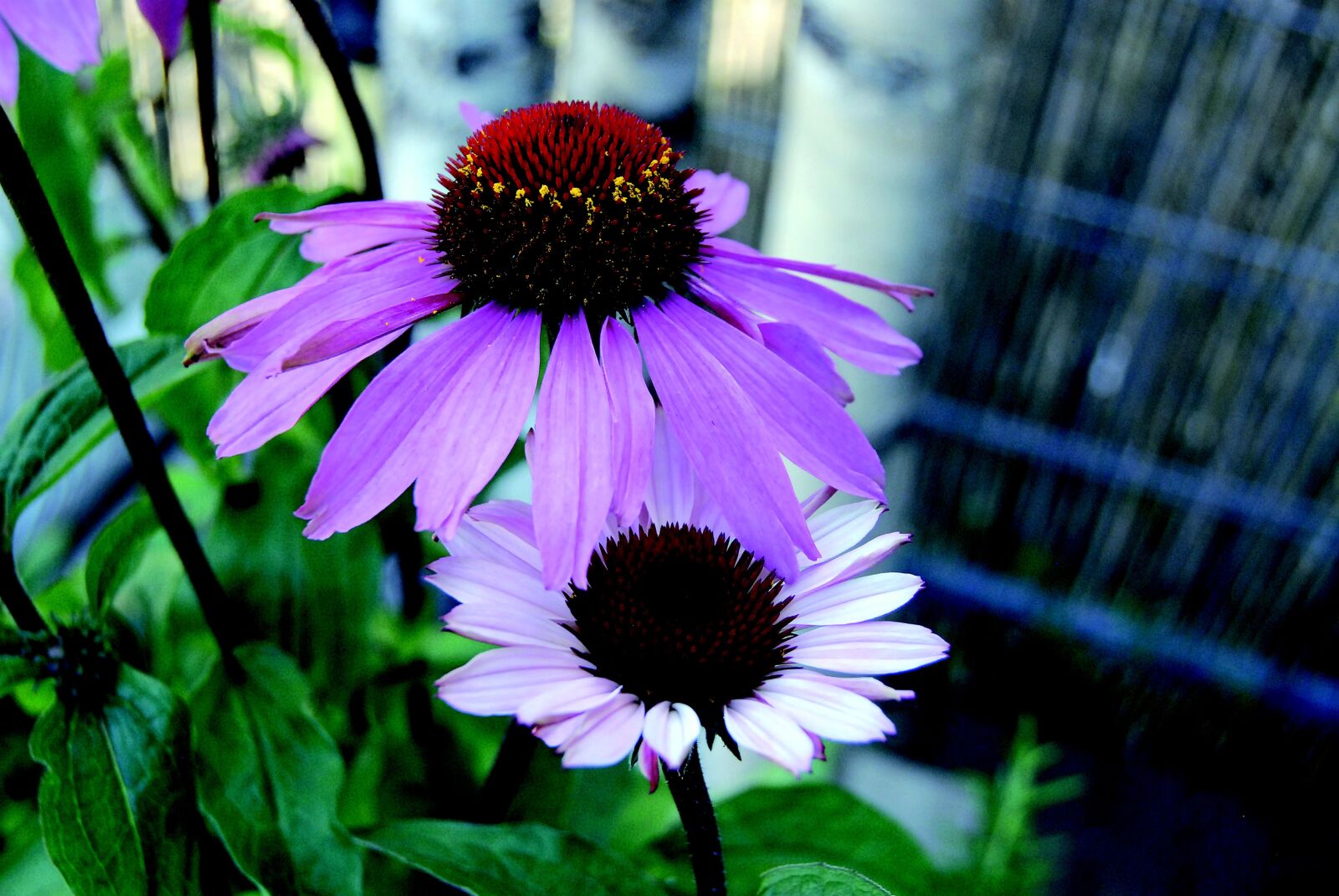 Nikon D80 sample photo. Echinacea, purple coneflower, flower photography
