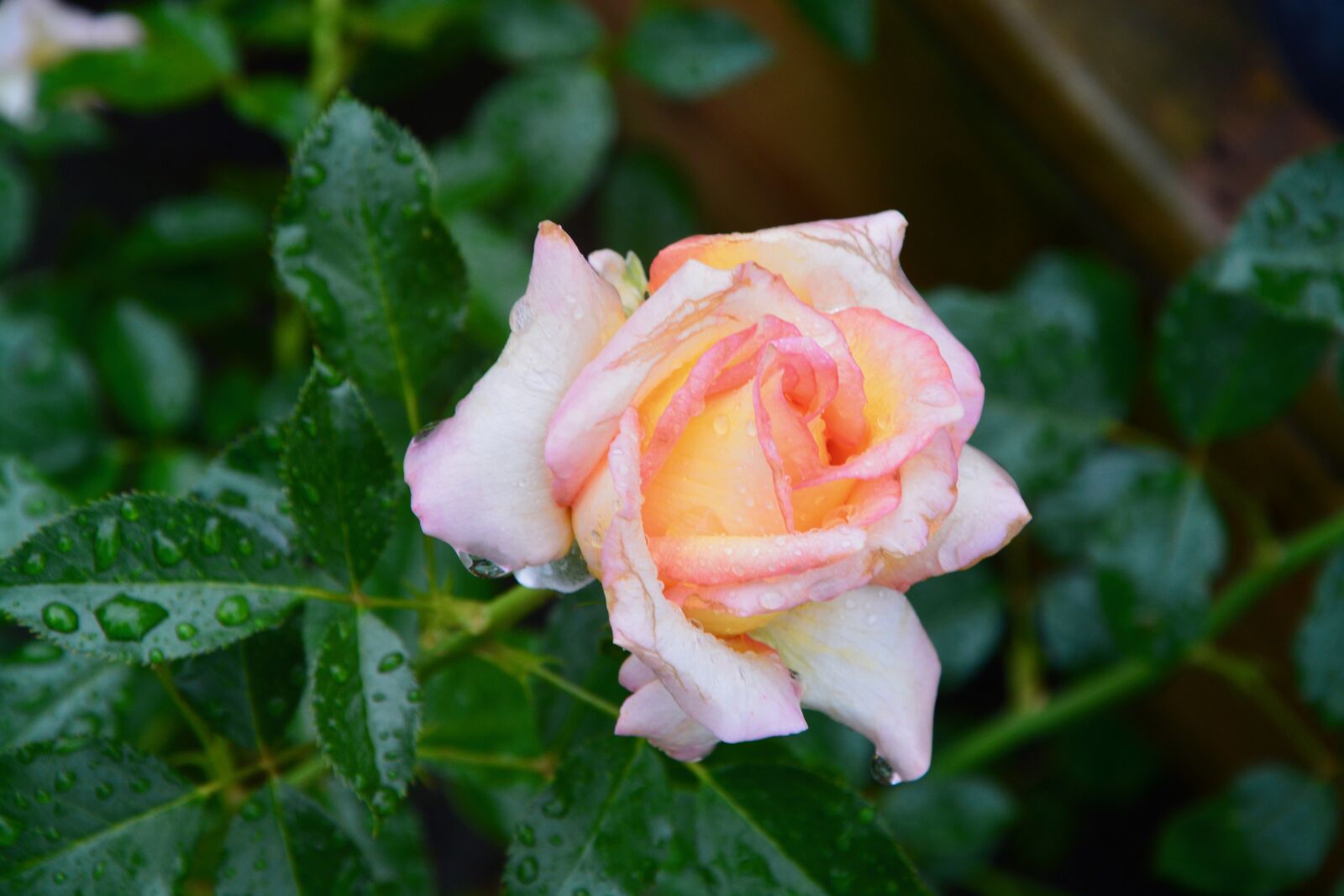 Nikon D5200 sample photo. Flower, rosebush, roses photography