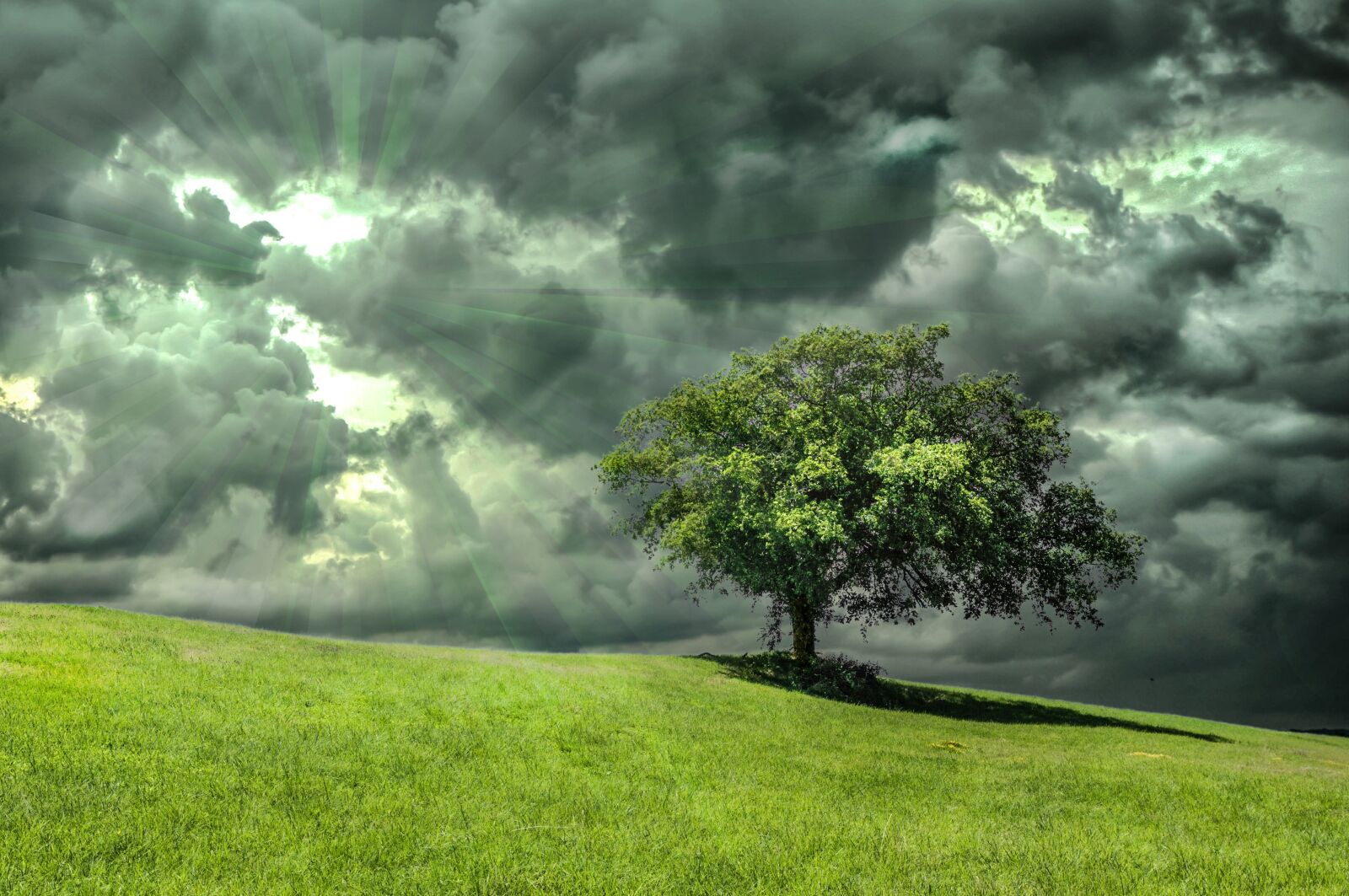Nikon D5000 sample photo. Oak, tree, grass photography