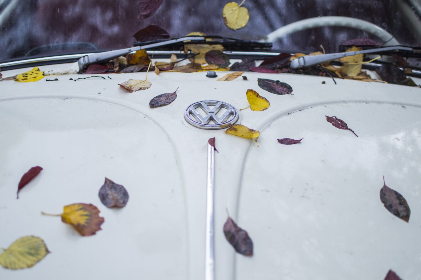 Nikon D3100 sample photo. Leaves, car, leaf photography