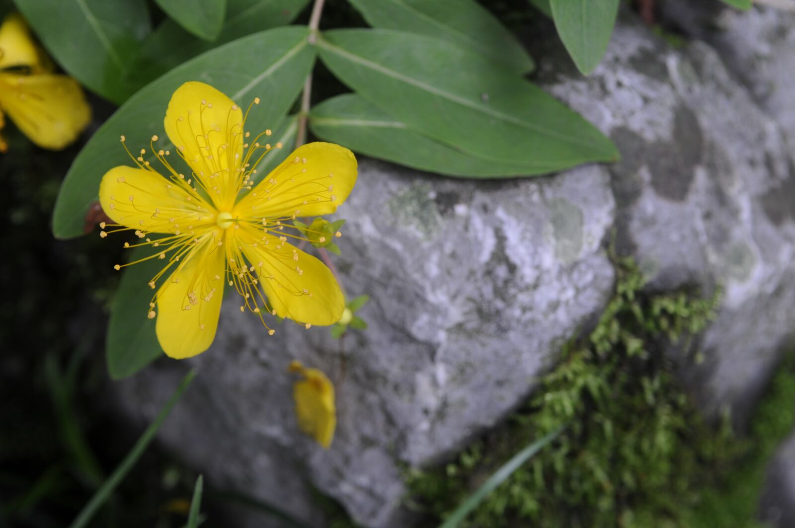 Nikon D300S sample photo. Bell flower, natural, plant photography