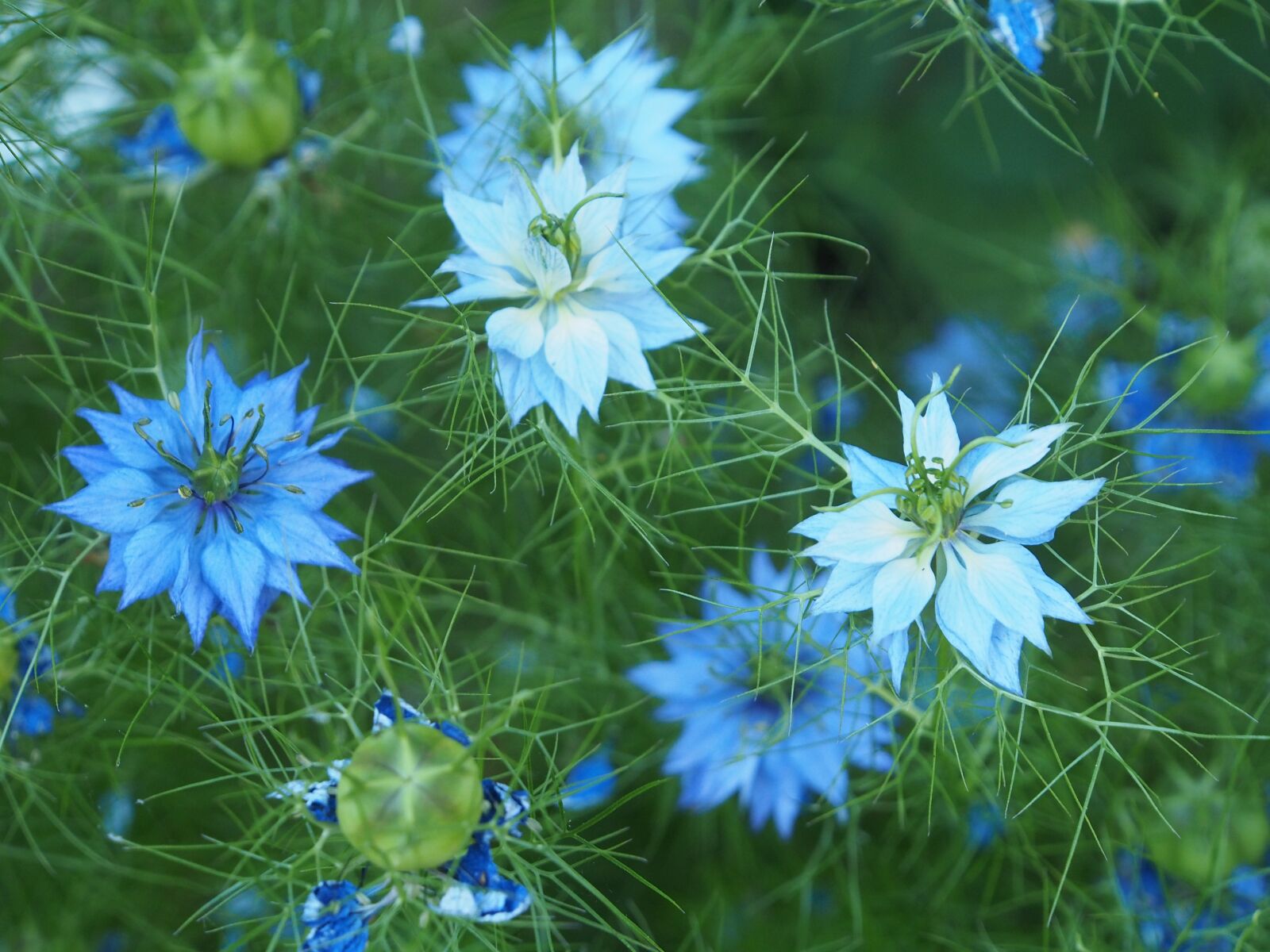 Olympus OM-D E-M5 sample photo. Flowers, garden, blue photography