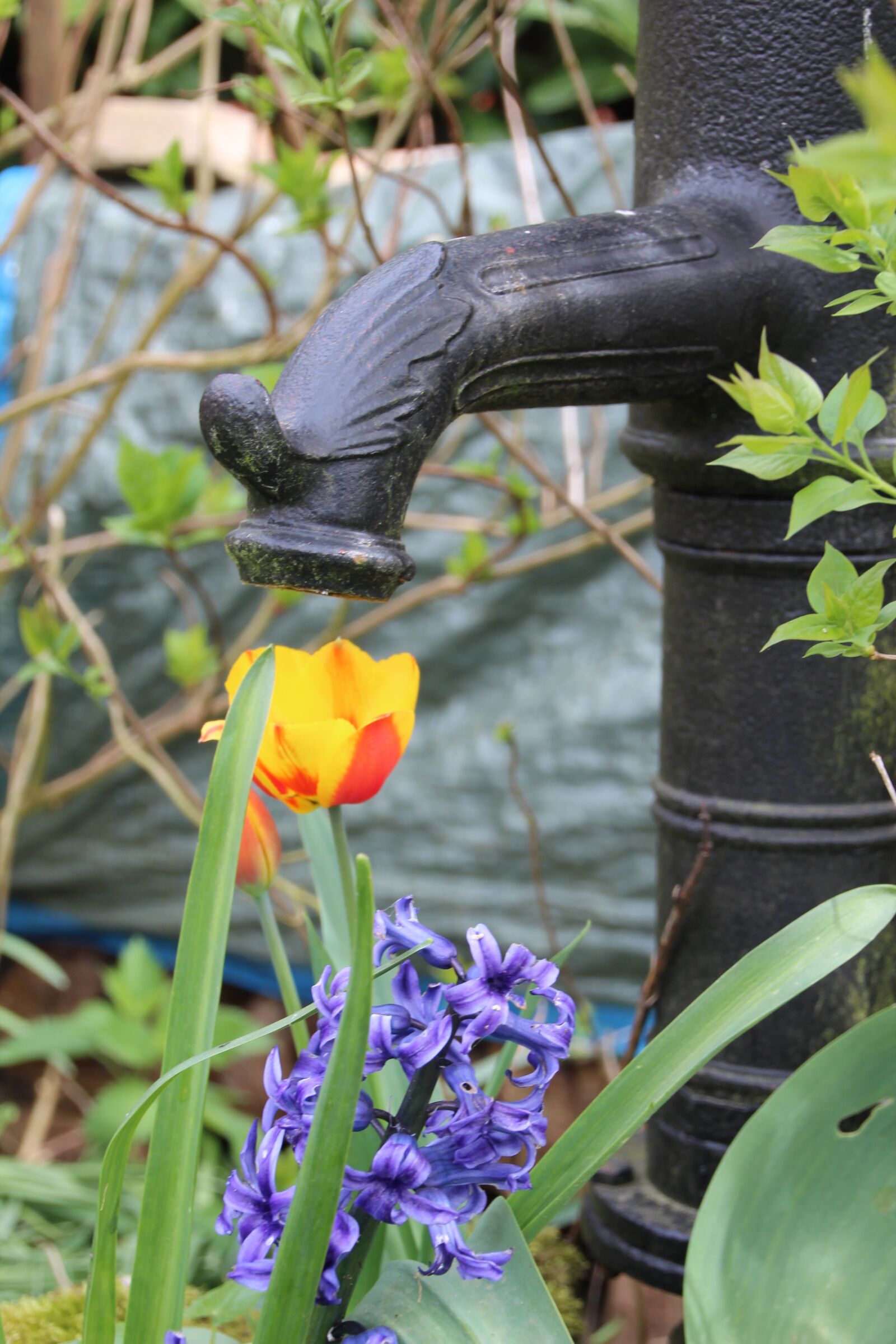 Canon EOS 600D (Rebel EOS T3i / EOS Kiss X5) sample photo. Pump, tulip, flower photography