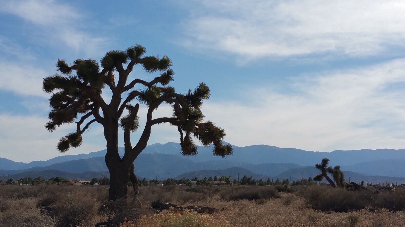 Samsung Galaxy Note4 sample photo. Desert, tree, sky photography