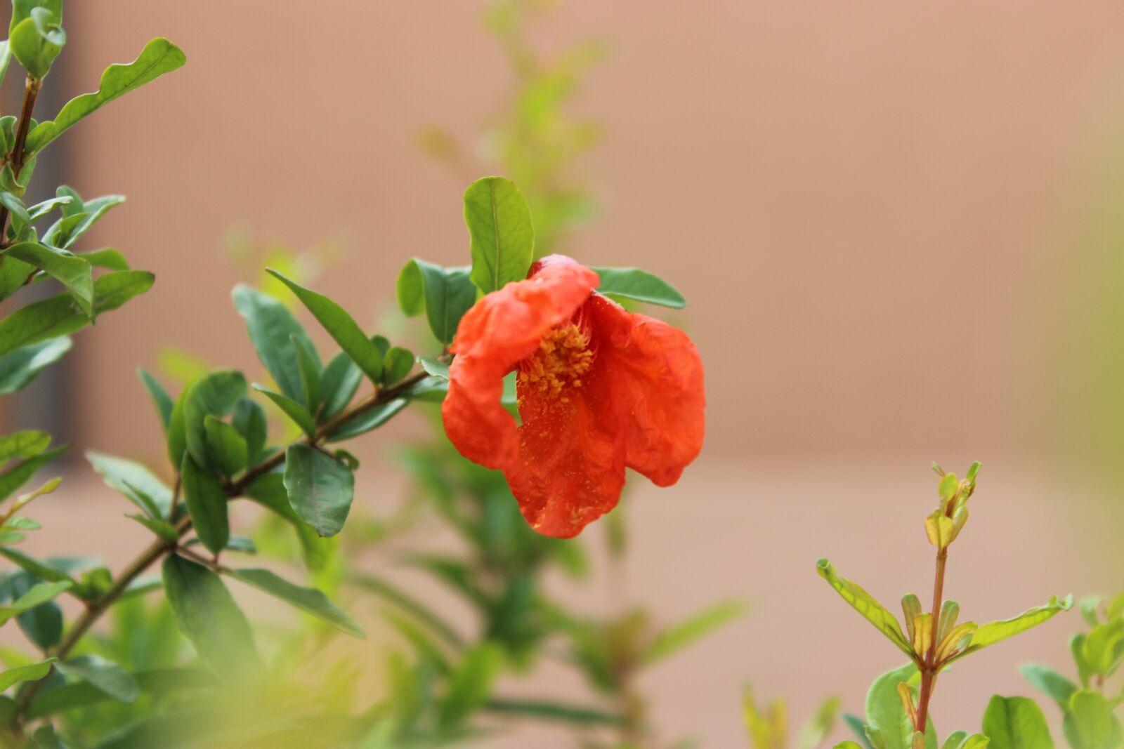 Canon EOS 600D (Rebel EOS T3i / EOS Kiss X5) sample photo. Pomegranate, pomegranate flowers, fruits photography