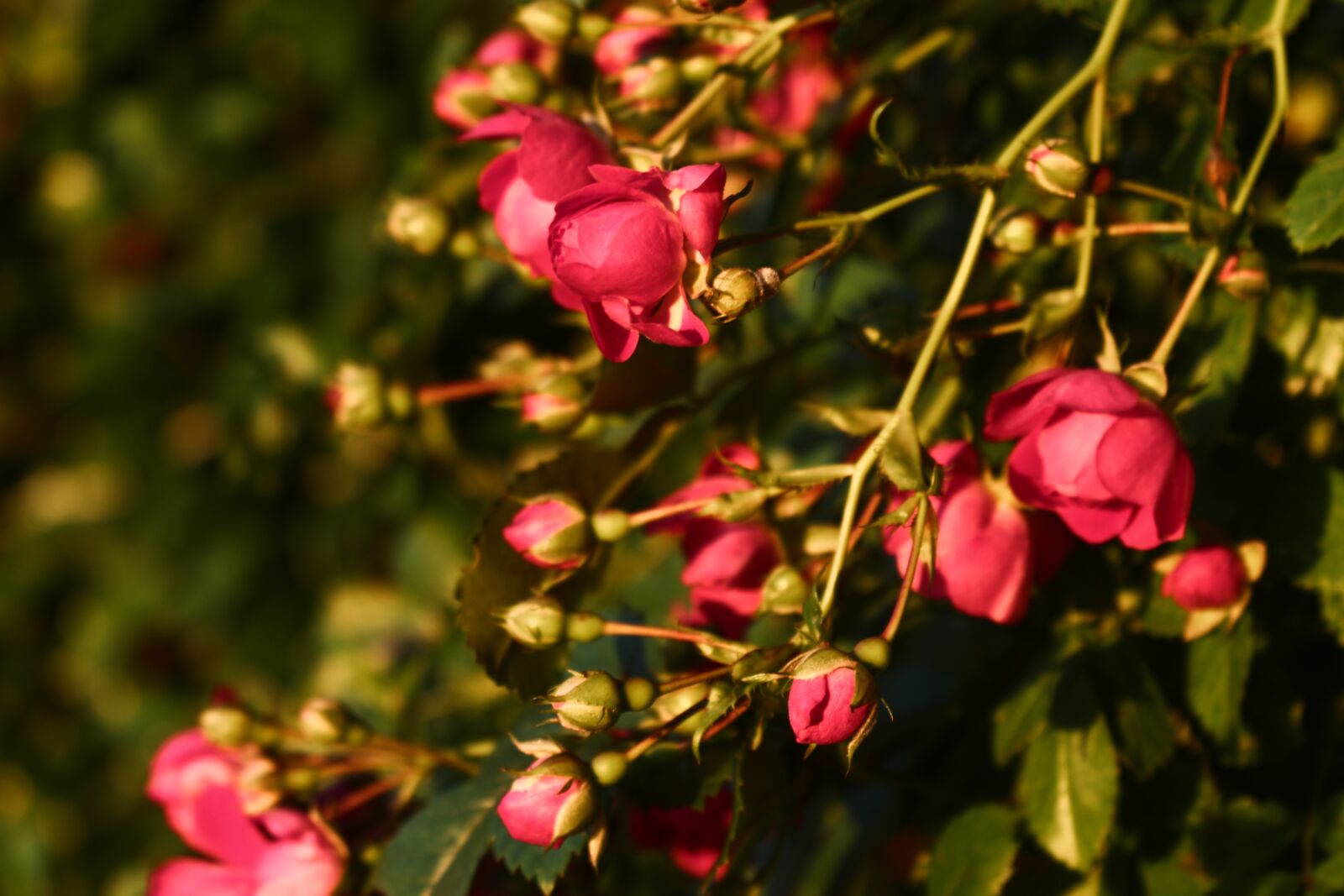 Canon EOS 700D (EOS Rebel T5i / EOS Kiss X7i) sample photo. Sunset, rose, rosebush photography