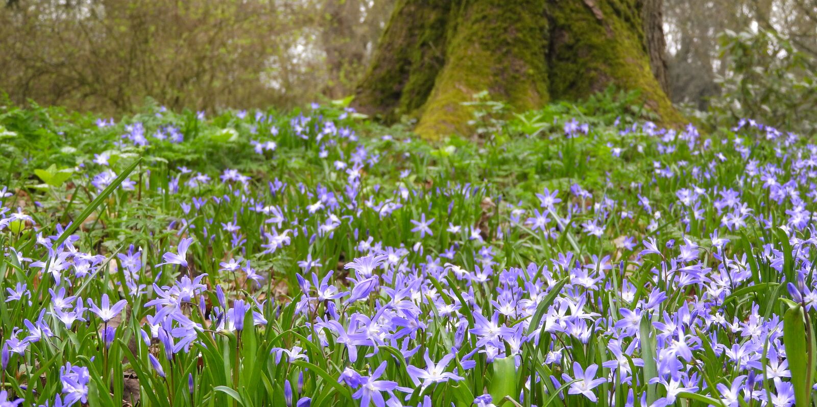 Nikon Coolpix P610 sample photo. Scilla luciliae, chionodoxa luciliae photography