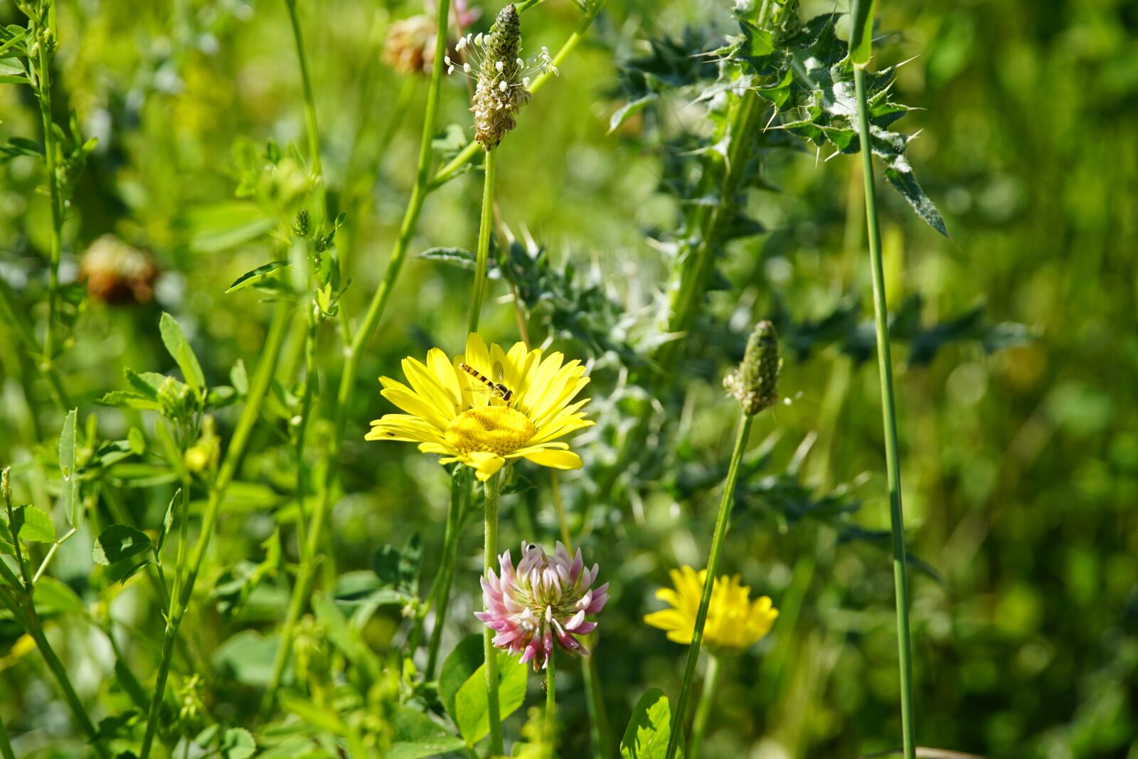Sony a7R II sample photo. Meadow, wildflower, flower photography