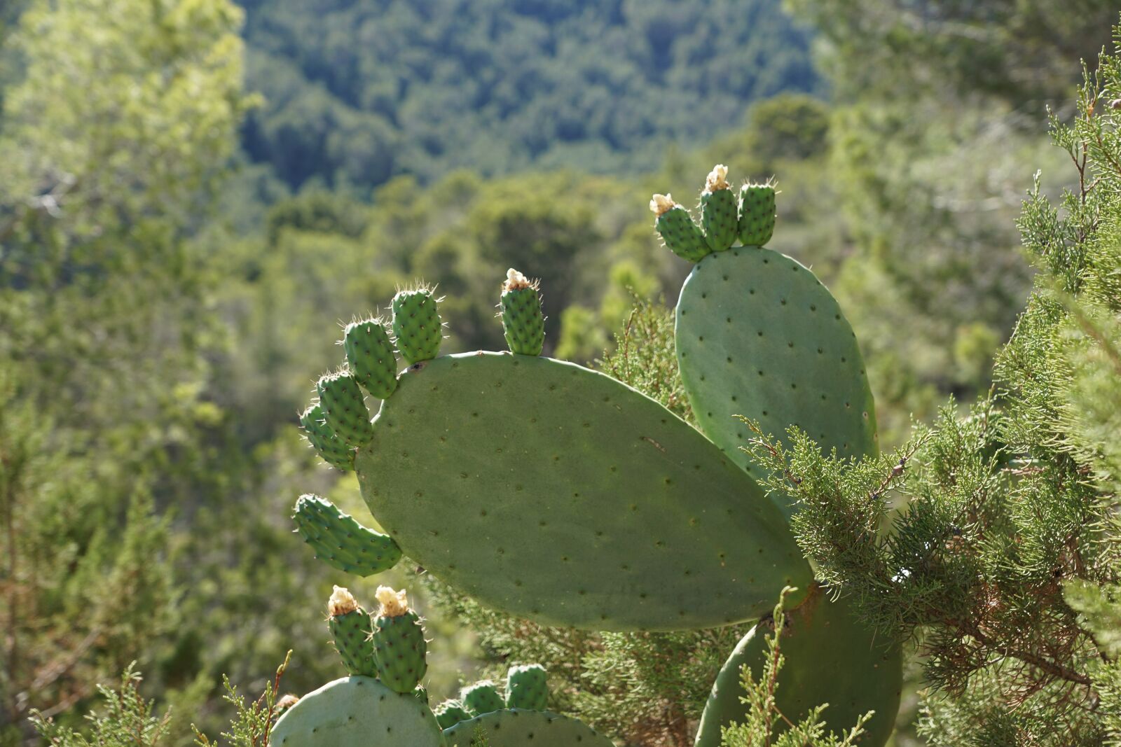 Sony DT 16-50mm F2.8 SSM sample photo. Cactus, green, plant photography