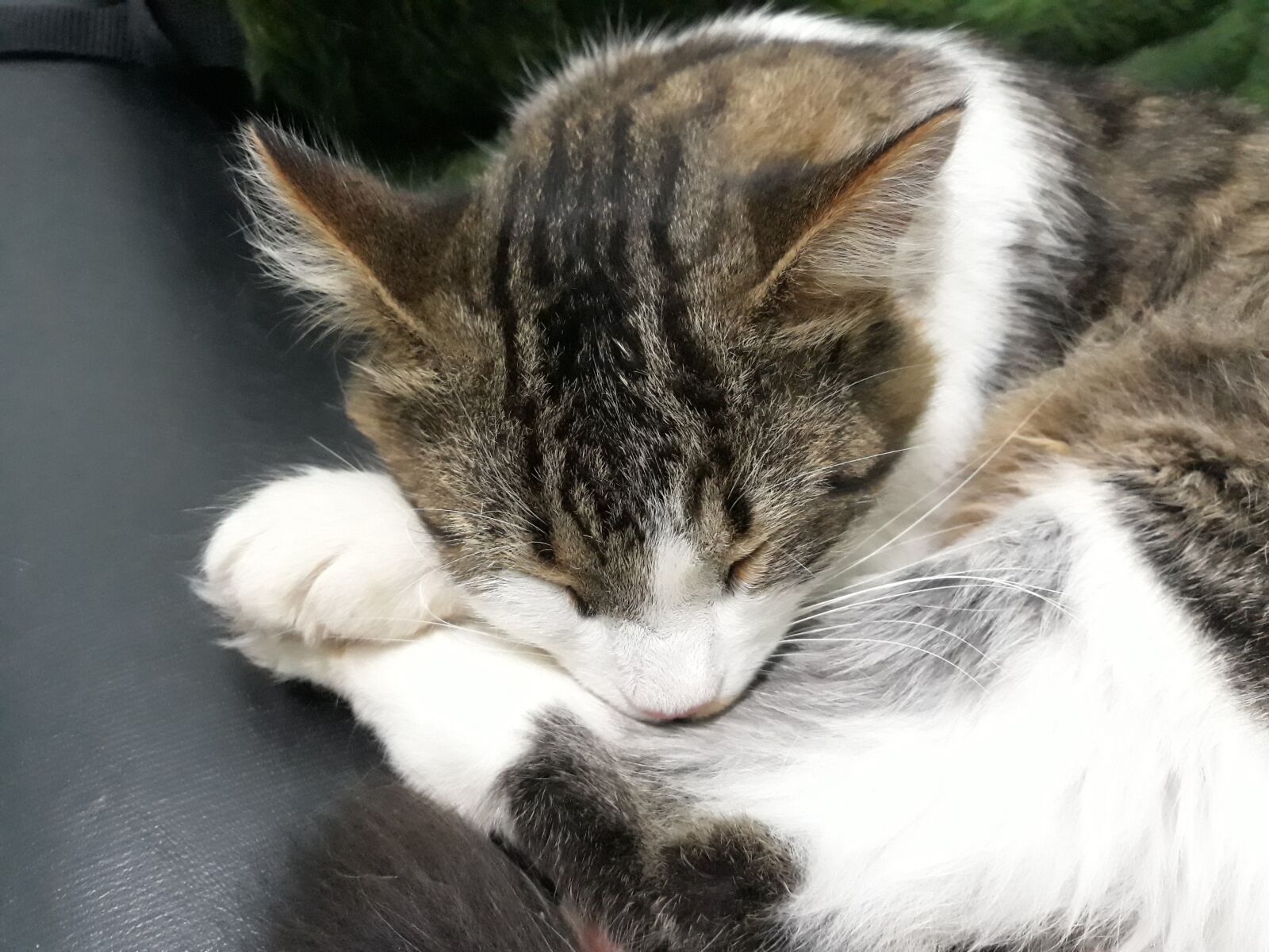 Samsung Galaxy J7 Pro sample photo. Cat, feline, animals photography