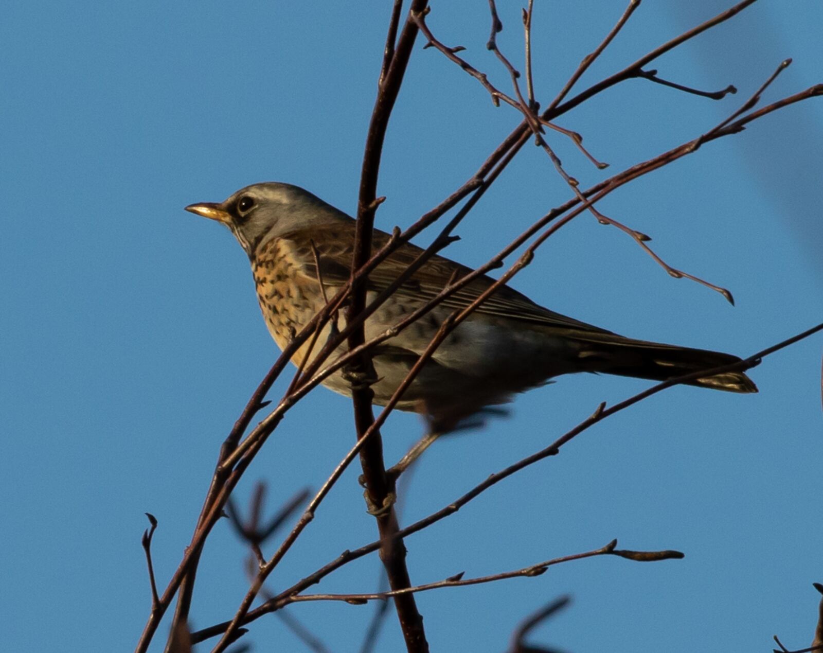 Canon EOS 7D Mark II sample photo. Fieldfare, thrush, bird photography