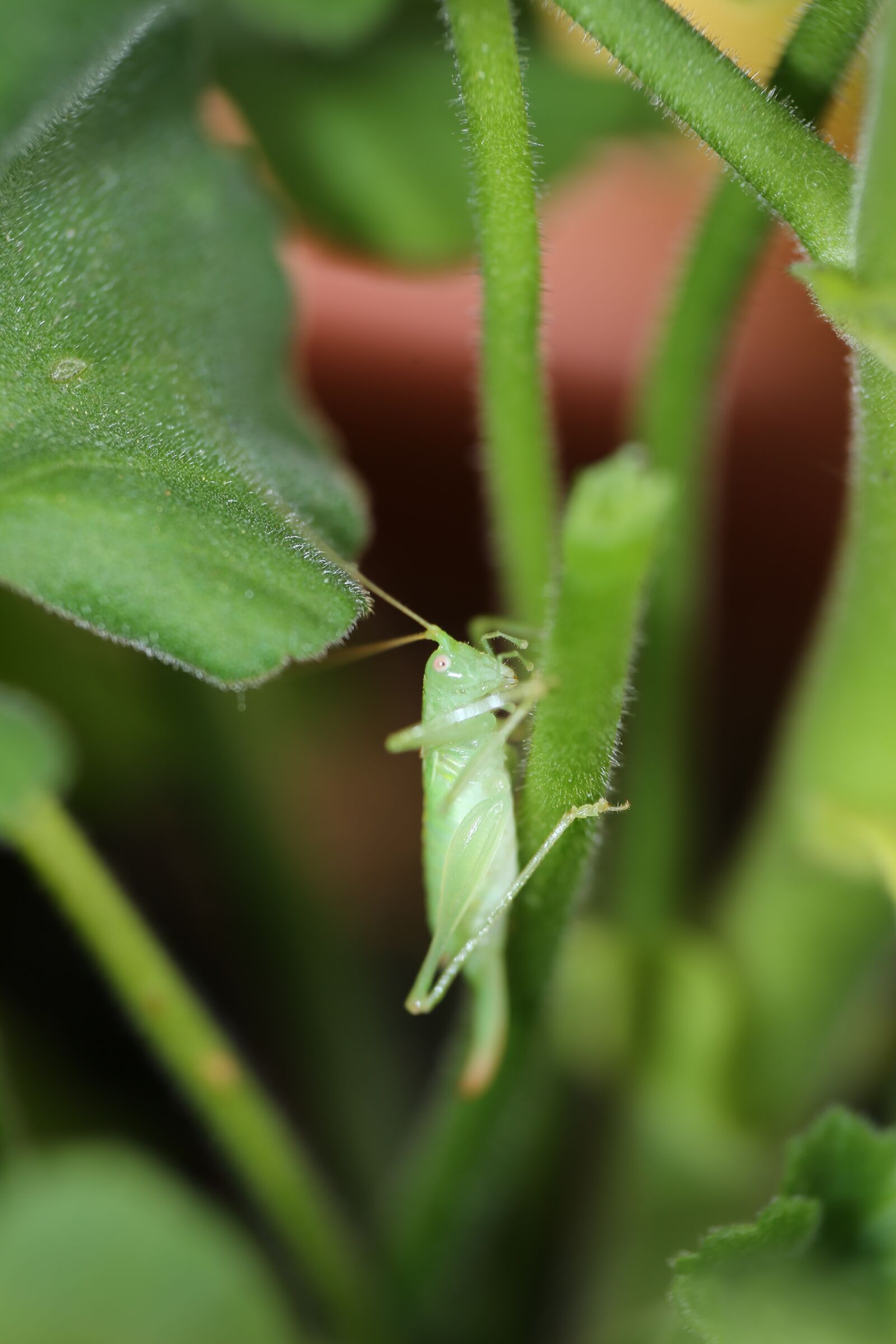 Canon EF 100mm F2.8L Macro IS USM sample photo. Grasshopper, insect, green photography
