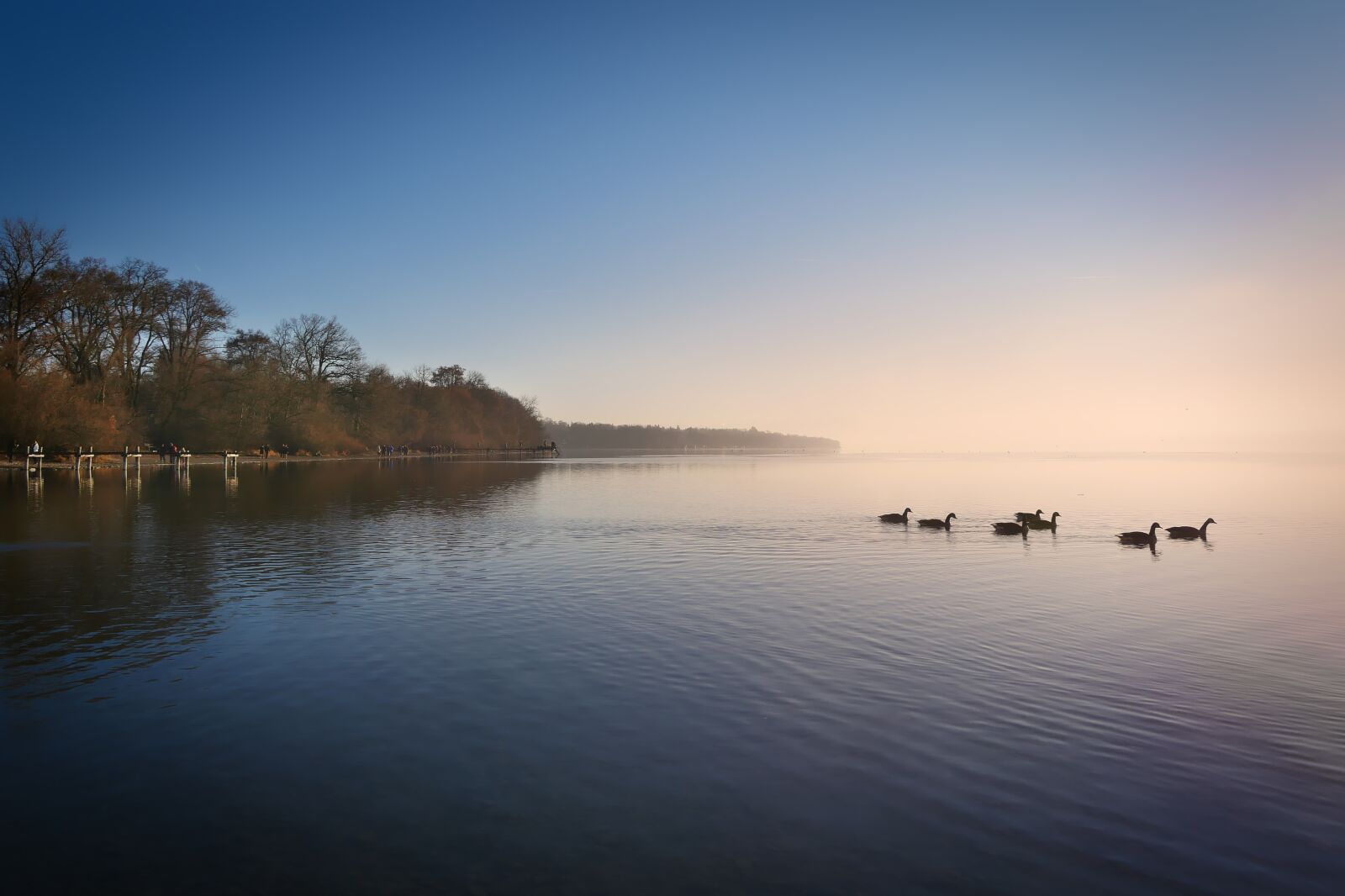 Panasonic Lumix DMC-GX8 sample photo. Ammersee, fog, ducks photography