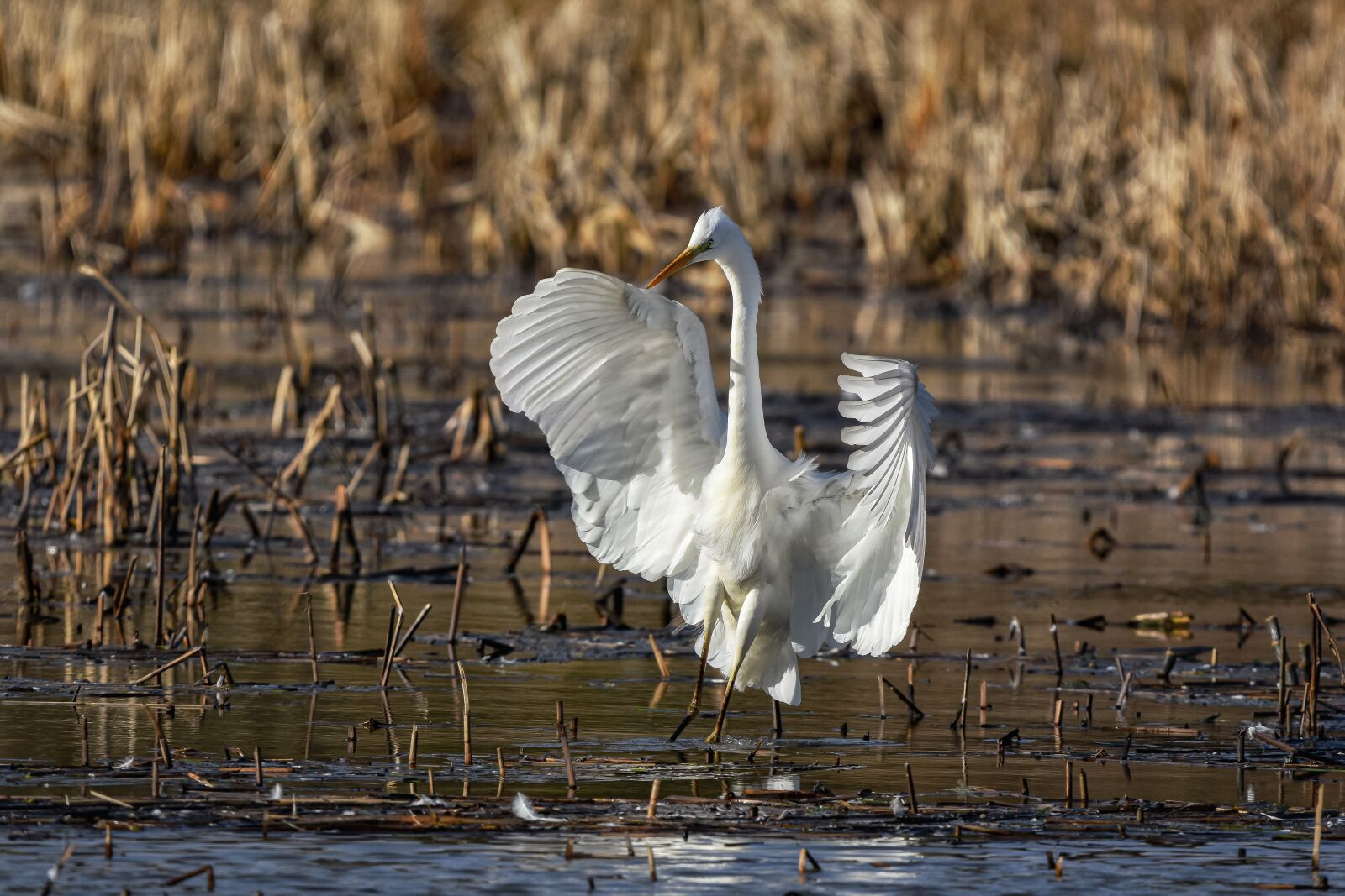 Nikon D7200 sample photo. Animal, pond, water photography