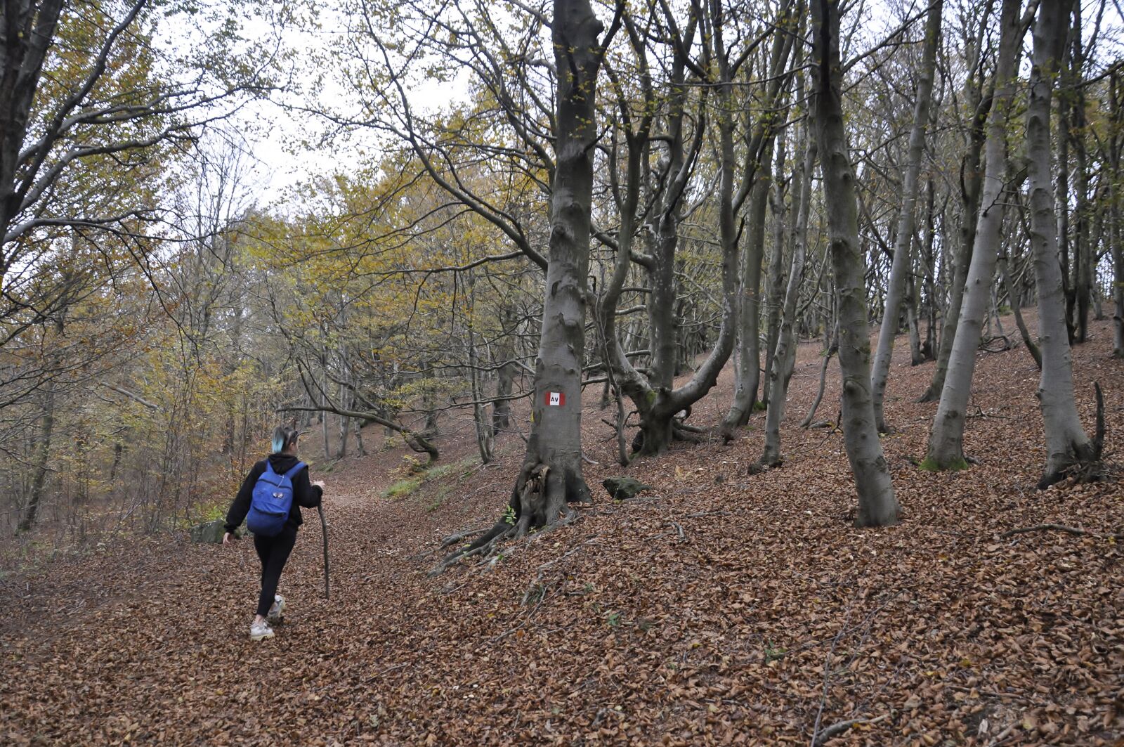 Nikon D5000 sample photo. Leaves, forest, chestnuts photography