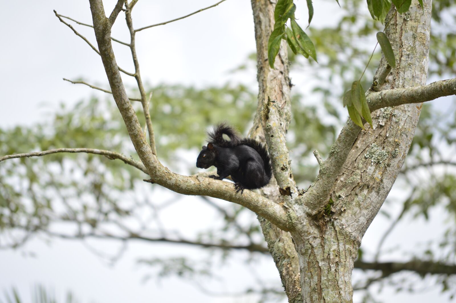 Nikon D3200 sample photo. Squirrel, nature, animal beauty photography