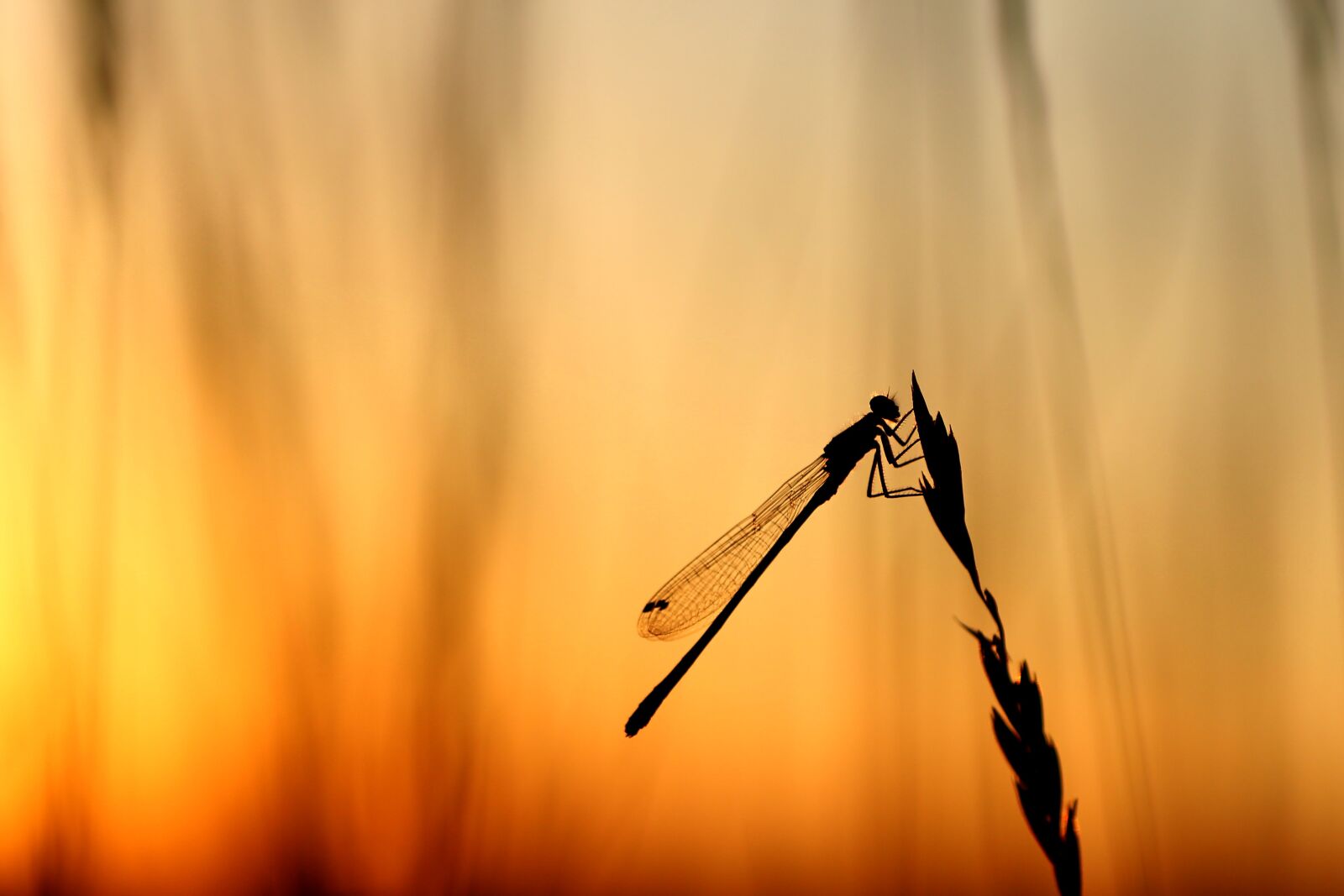 Tamron SP 90mm F2.8 Di VC USD 1:1 Macro sample photo. Dragonfly, backlighting, summer photography