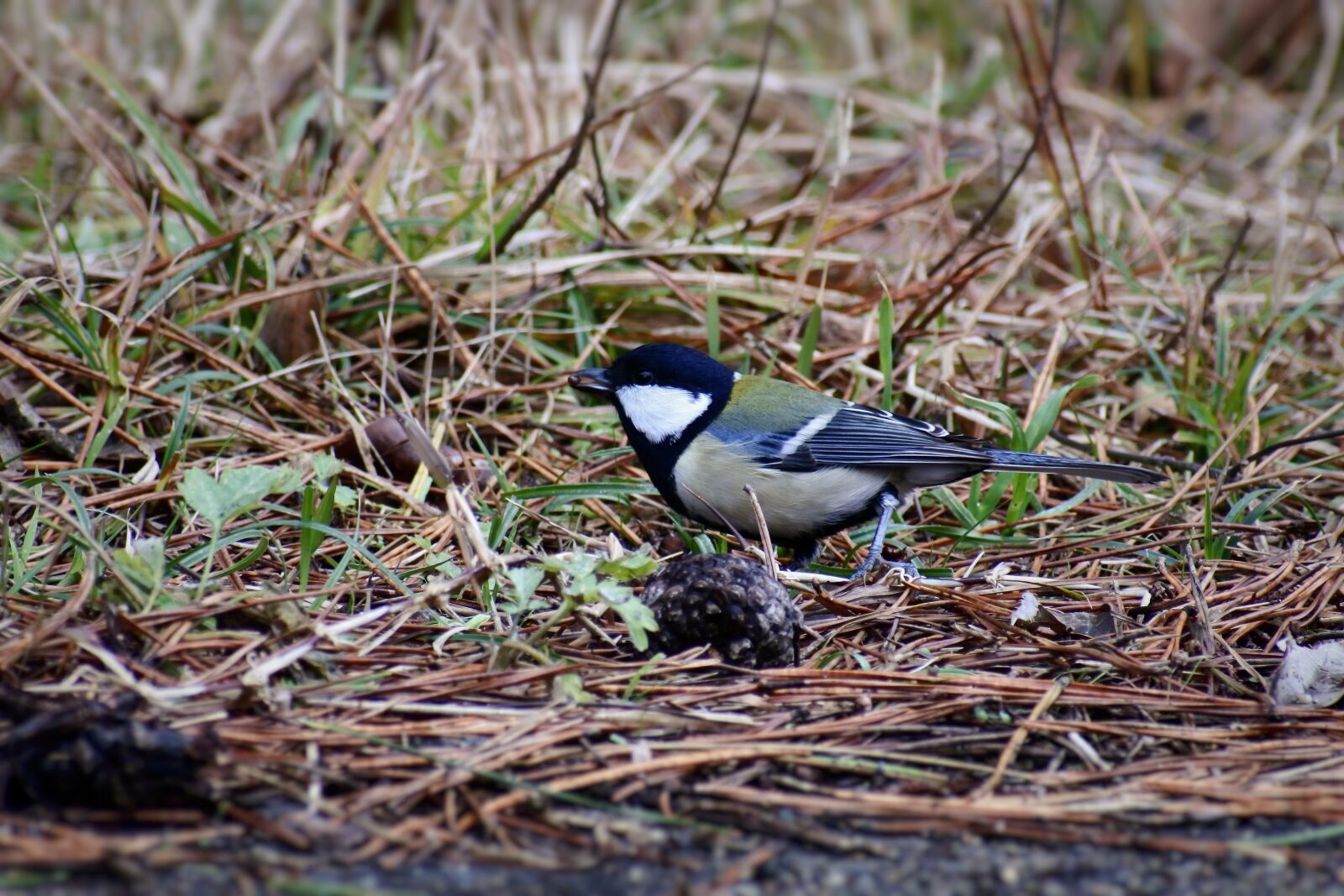 VR 70-300mm f/4.5-6.3G sample photo. Animal, forest, grass photography