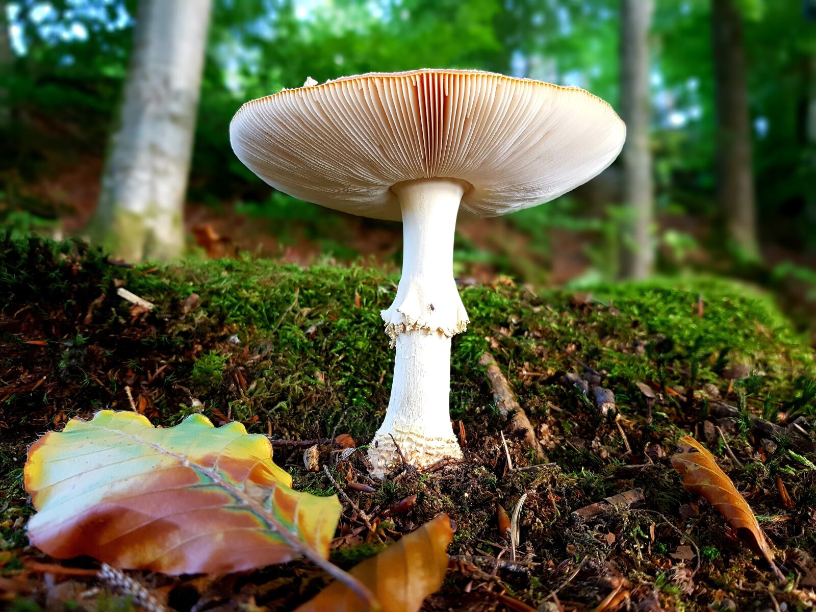 Samsung Galaxy S7 Edge sample photo. Fly agaric, red, white photography