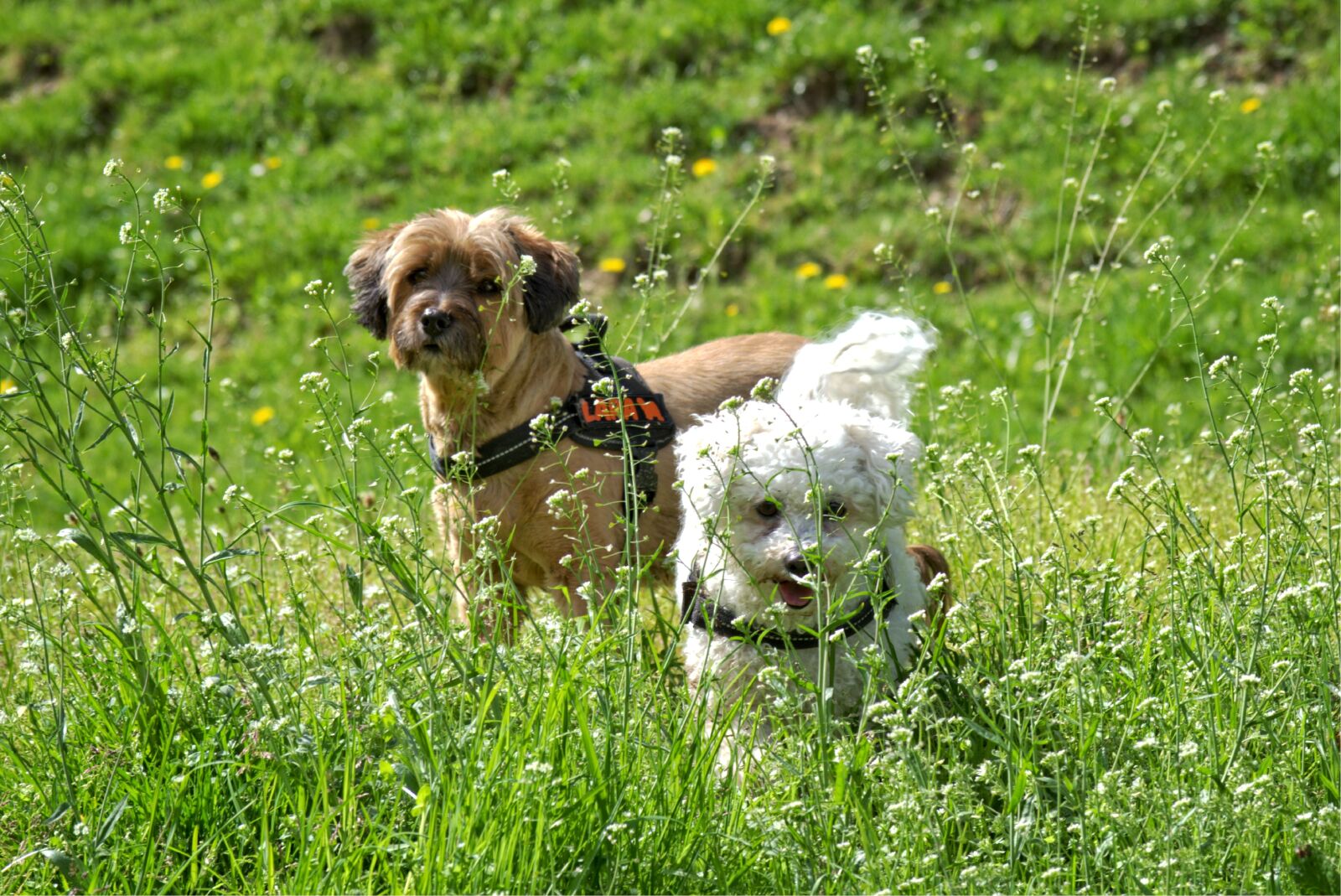55.0-200.0mm f/4.0-f/5.6 sample photo. Dog, meadow, grass photography