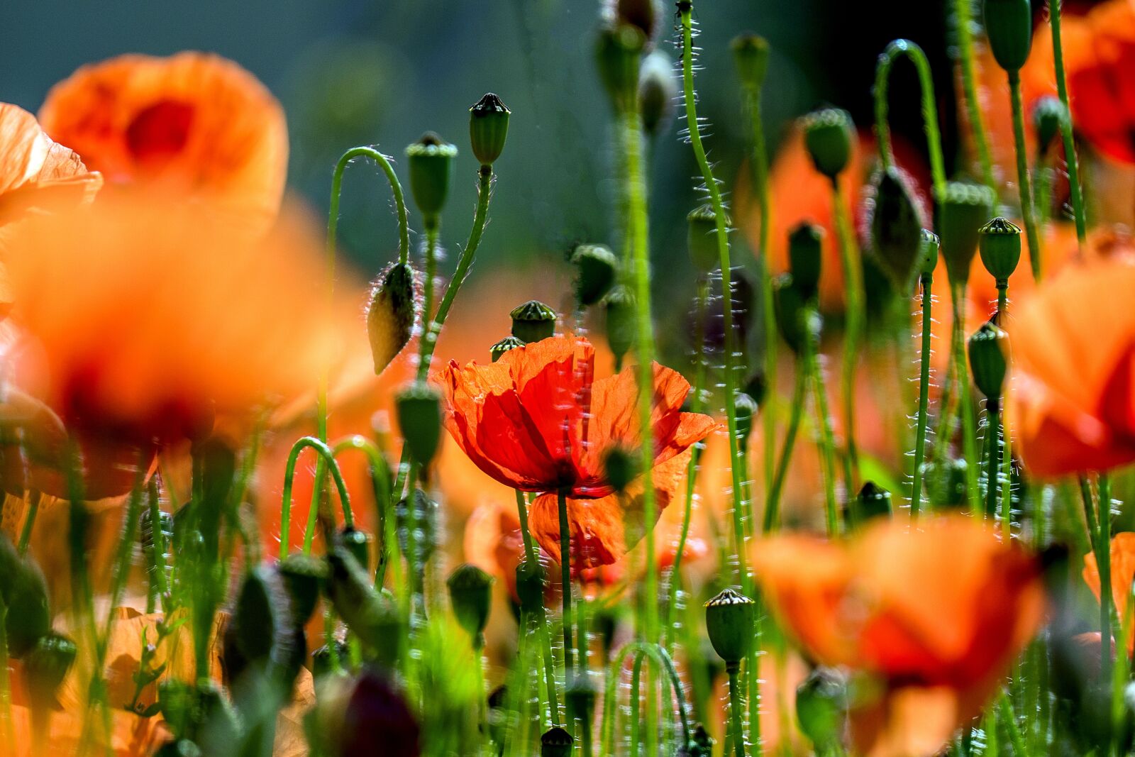 Panasonic Lumix DMC-FZ1000 sample photo. Poppy, poppy flower, field photography
