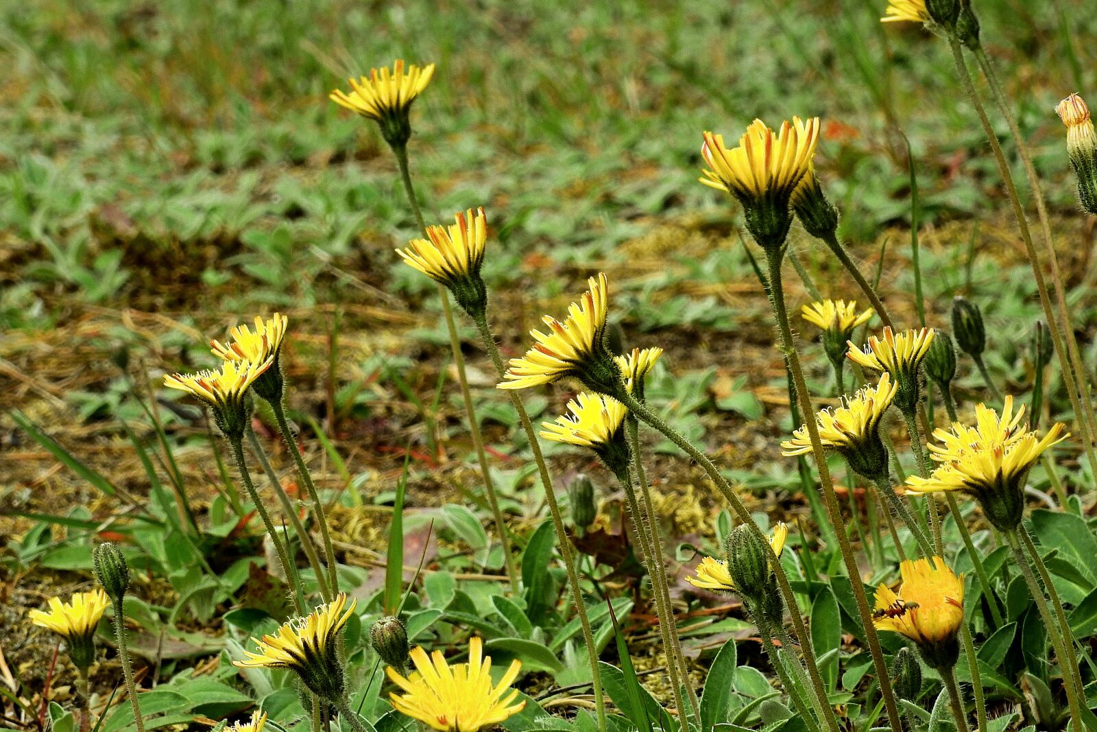Nikon Coolpix P900 sample photo. Flowers, meadow, flowering photography