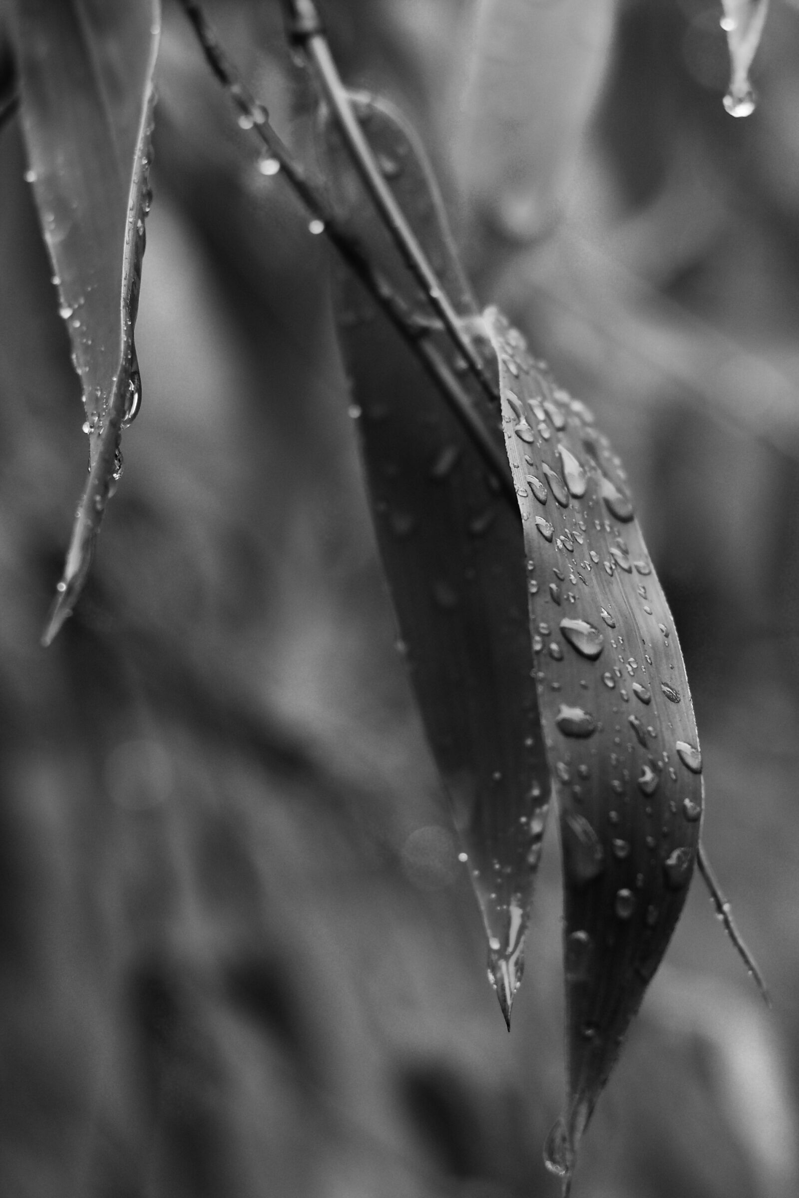 Canon EOS 1100D (EOS Rebel T3 / EOS Kiss X50) + Canon EF 50mm F1.8 STM sample photo. Bamboo, leaves, rainy day photography