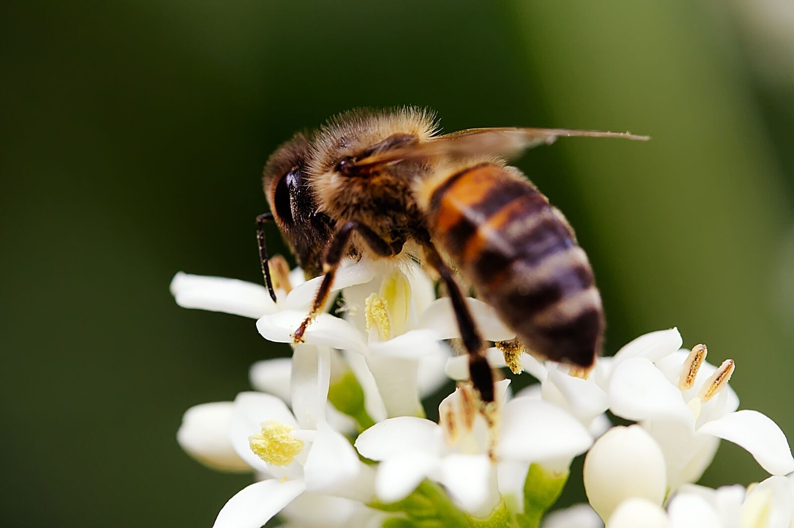 Canon EF-S 60mm F2.8 Macro USM sample photo. Bee, insect, macro photography