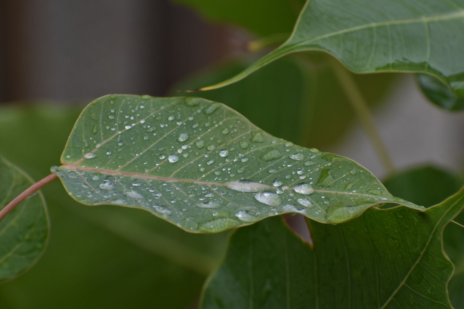 Nikon D5600 sample photo. Pipal leaf, rain drops photography