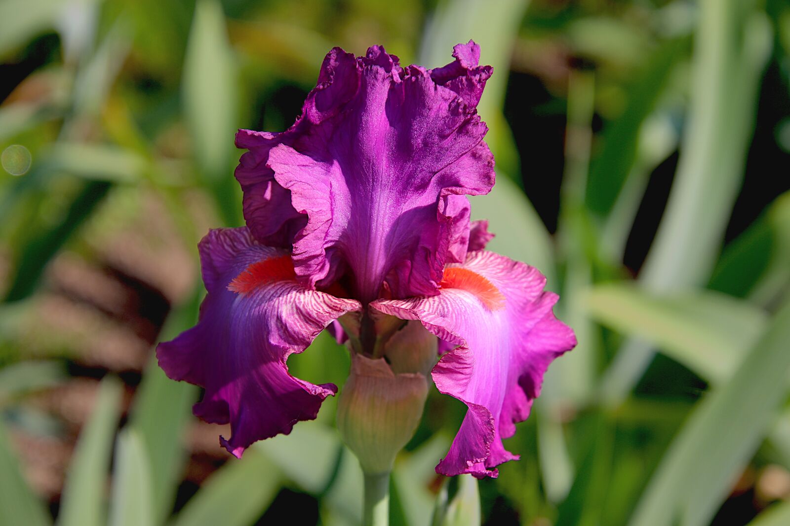 Canon EOS 800D (EOS Rebel T7i / EOS Kiss X9i) sample photo. Iris, flowers, plants photography