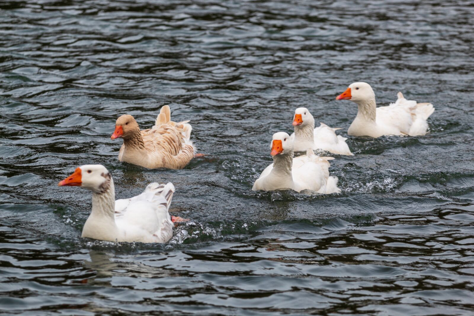 Canon EF 70-200mm F4L USM sample photo. Goose, bird, swim photography
