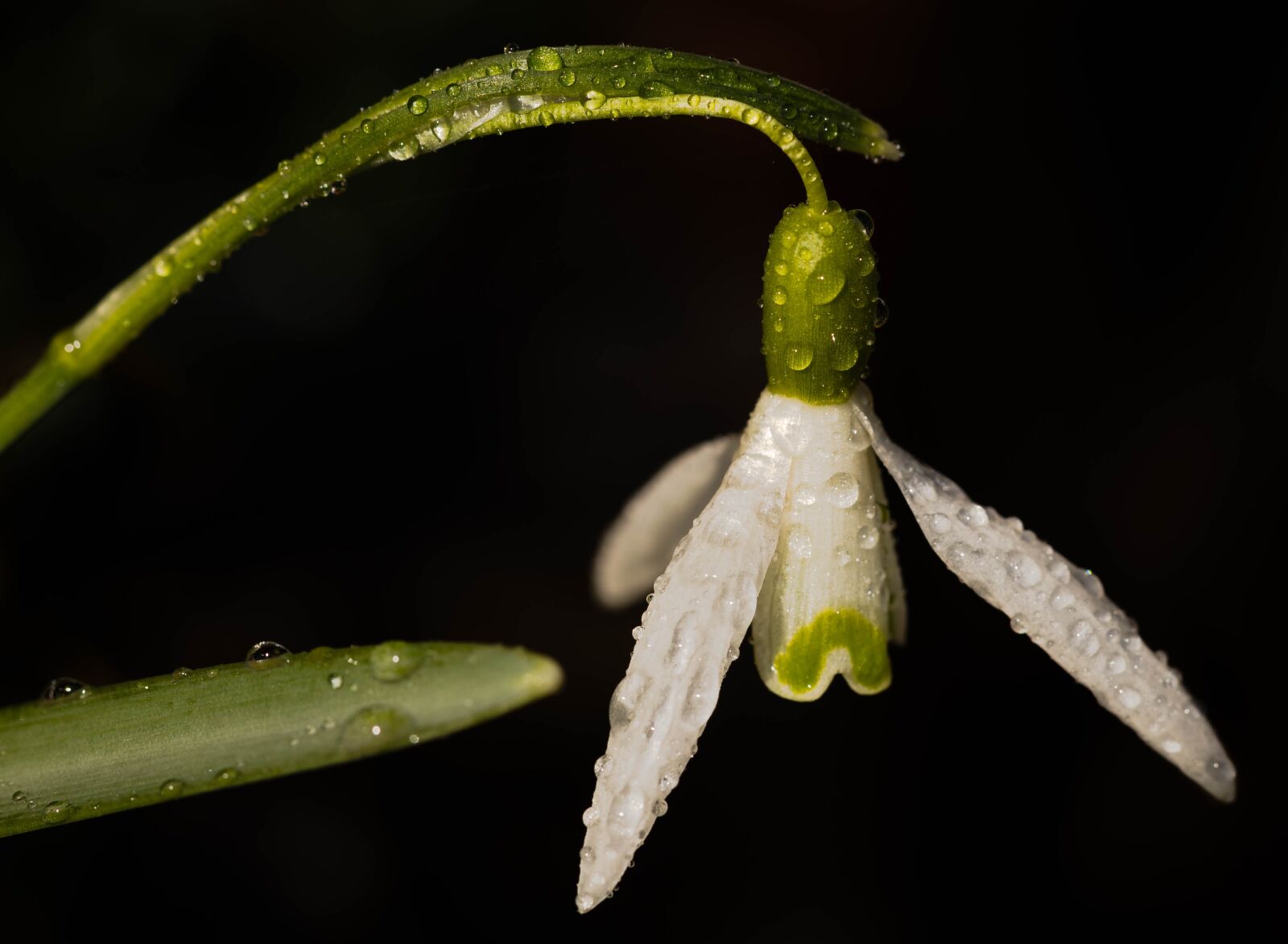 Canon EF 100mm F2.8L Macro IS USM sample photo. Snowdrop, spring, flower photography