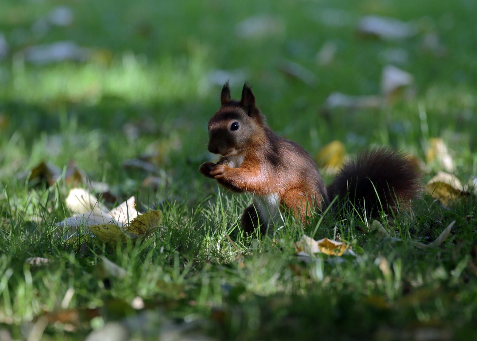 Canon EOS 7D Mark II sample photo. Squirrel, nager, rodent photography
