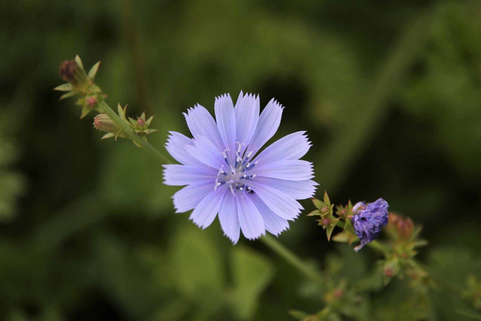 Tamron 70-210mm F4 Di VC USD sample photo. Chicory, plant, blue flower photography