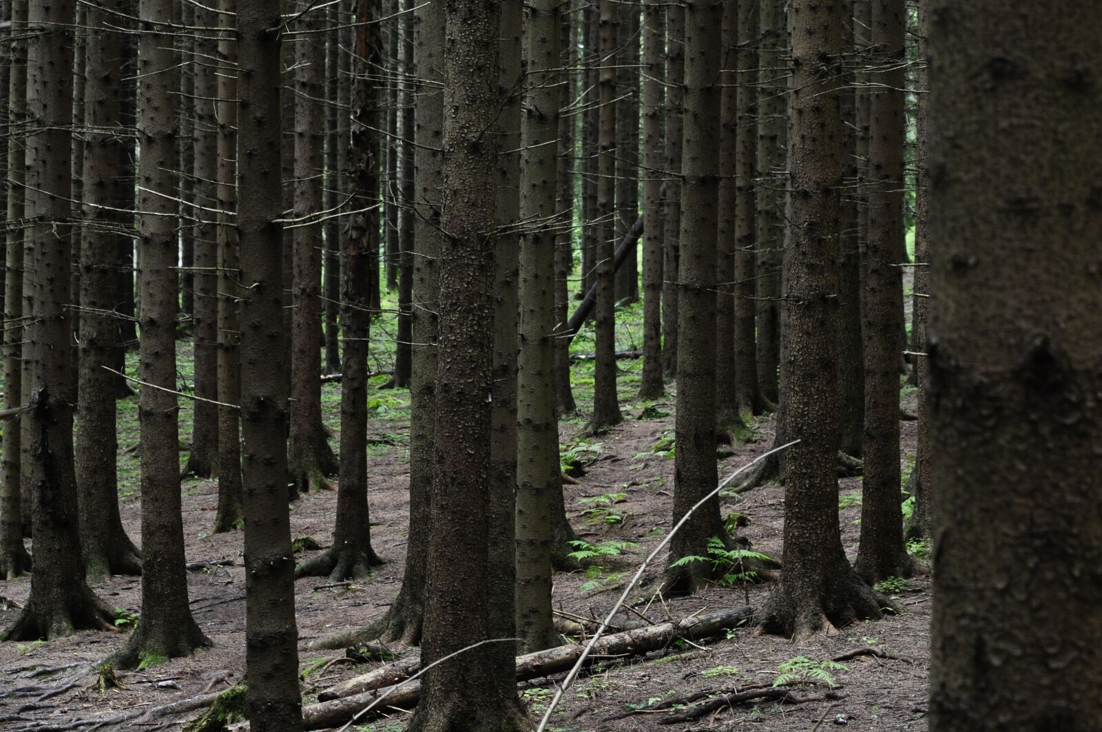 Nikon D5000 sample photo. Trees, forest, nature photography