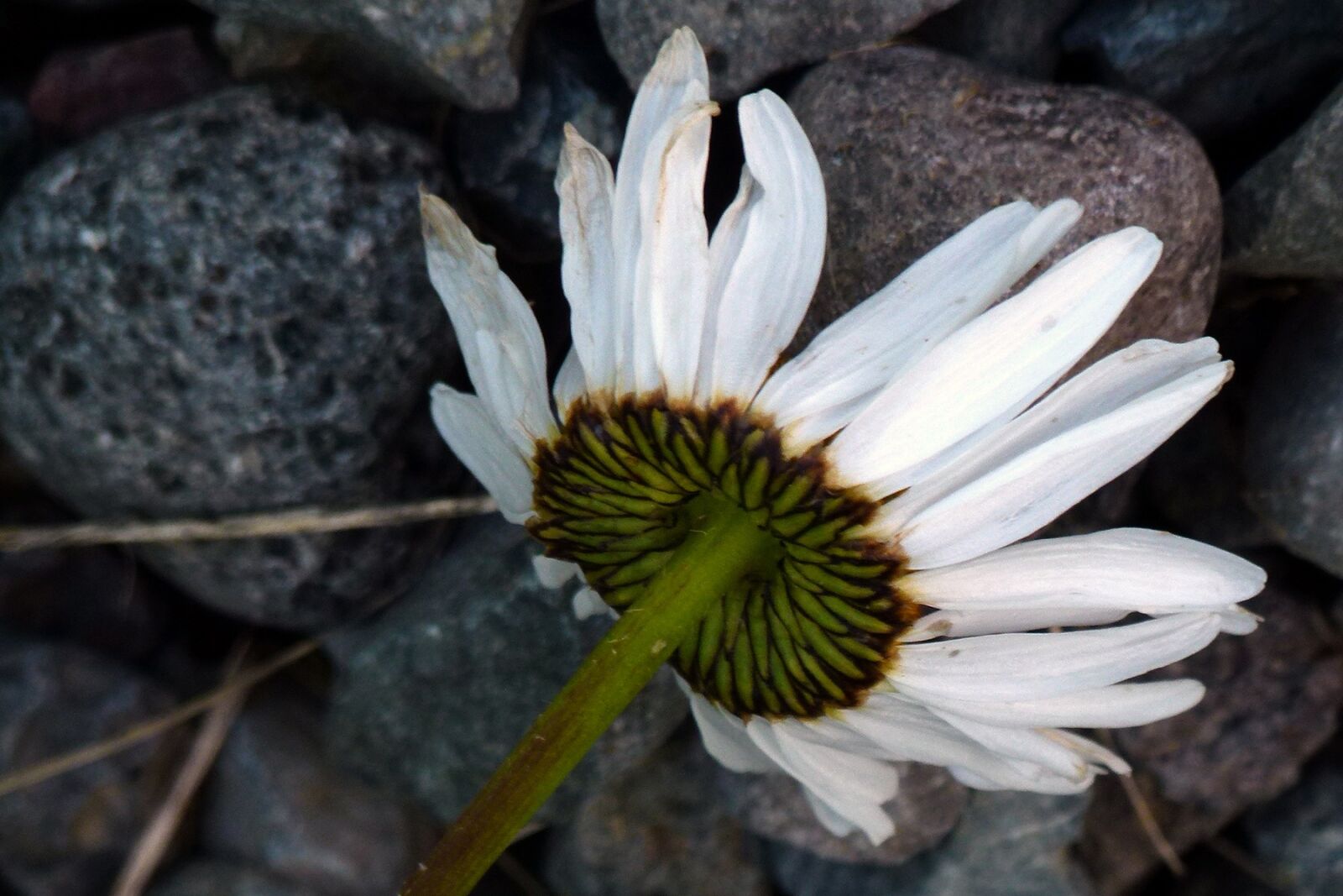 Panasonic Lumix DMC-FZ100 sample photo. Daisy, flower, plant photography