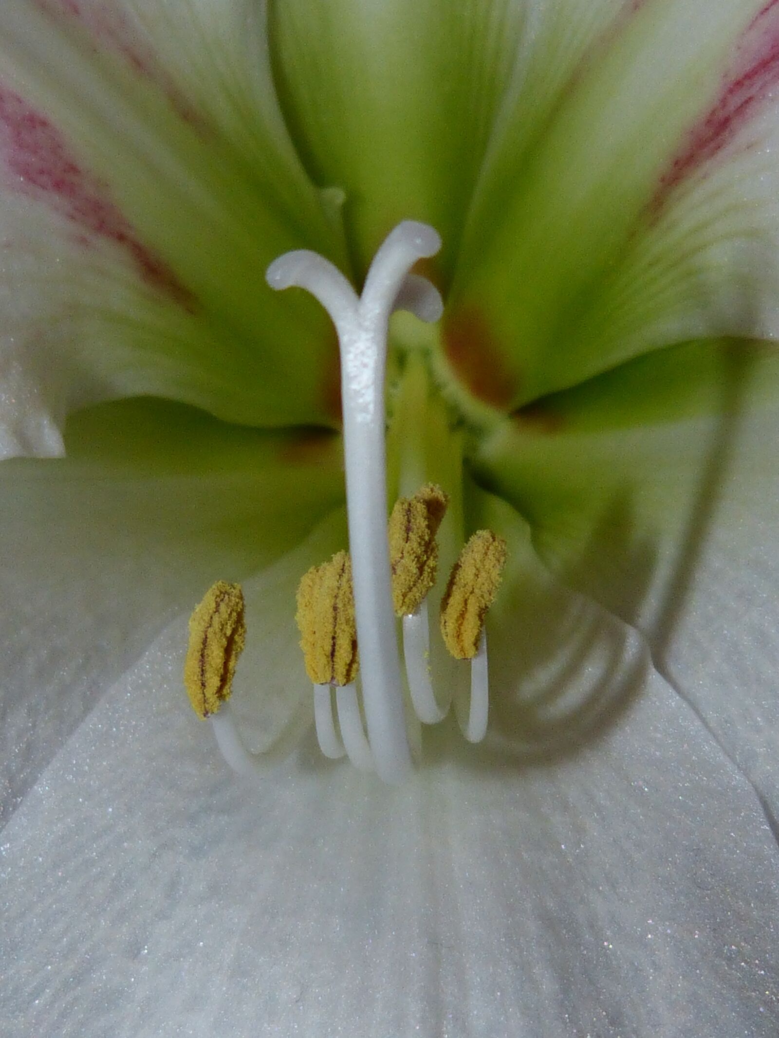 Panasonic DMC-FZ62 sample photo. Amaryllis, flower, plant photography
