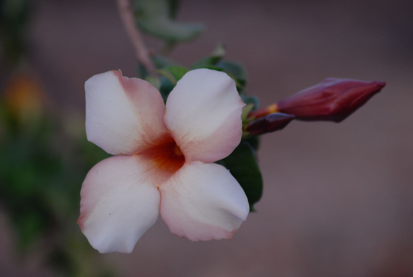 Nikon D200 sample photo. Flower, tree, nature photography