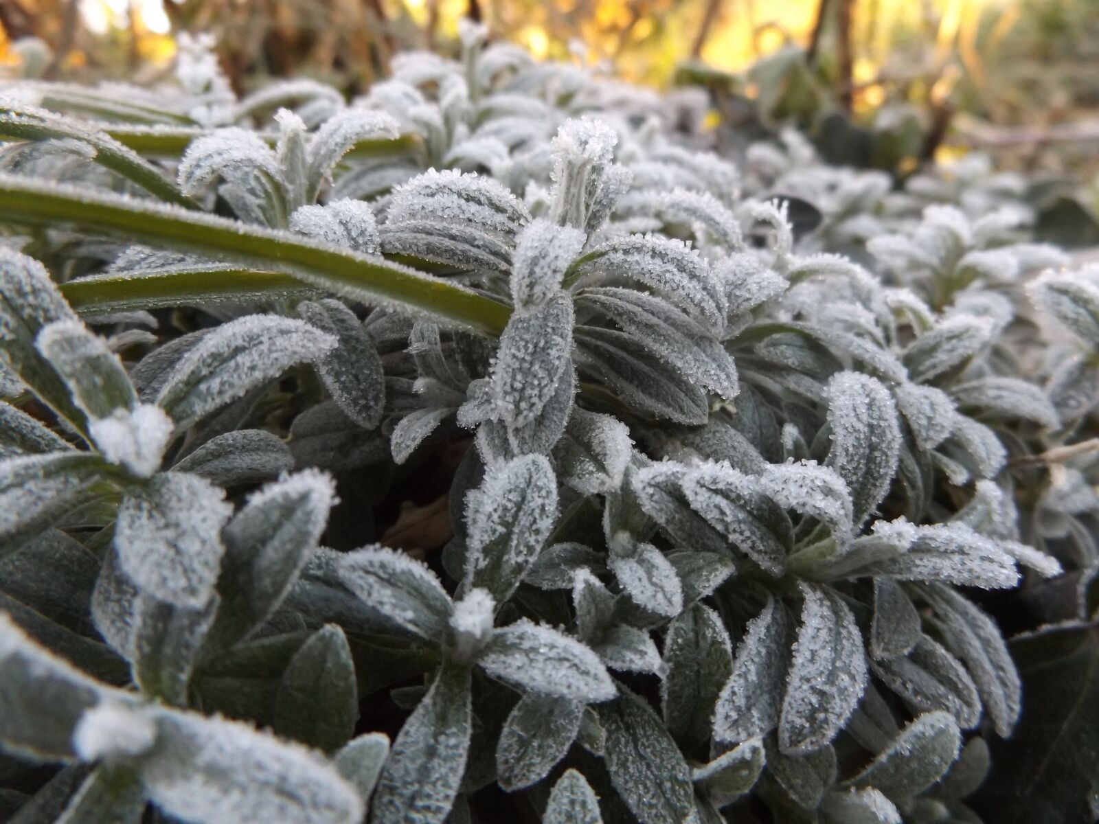 Fujifilm FinePix S8600 sample photo. Ice, cold, winter photography