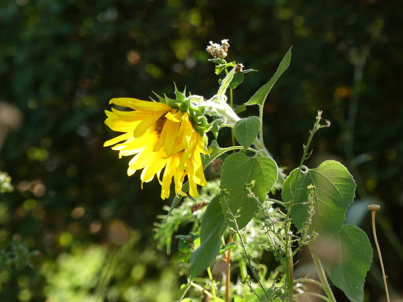 Panasonic Lumix DMC-FZ300 sample photo. Sunflower, yellow, nature photography