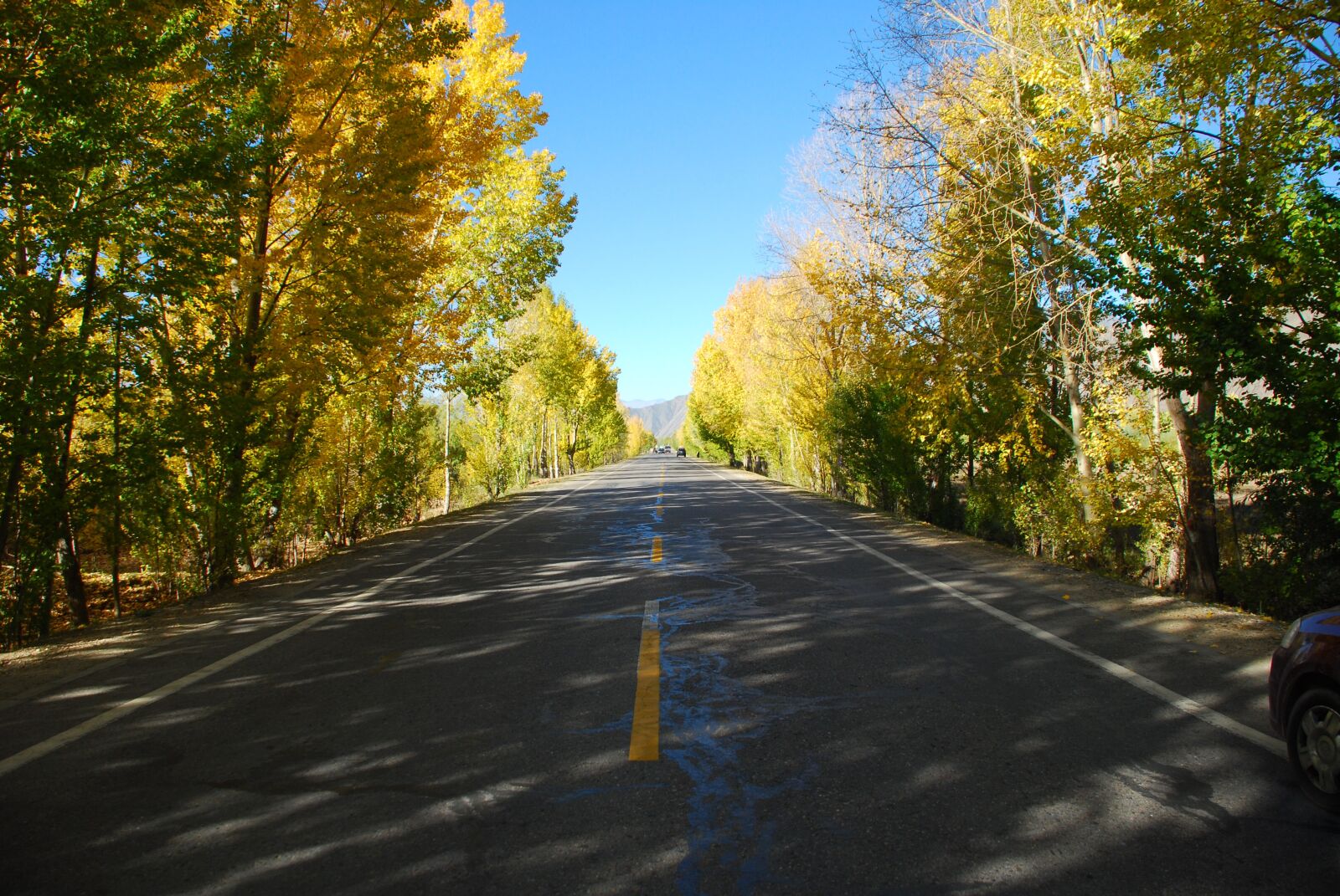 Nikon D80 sample photo. Road, tree photography