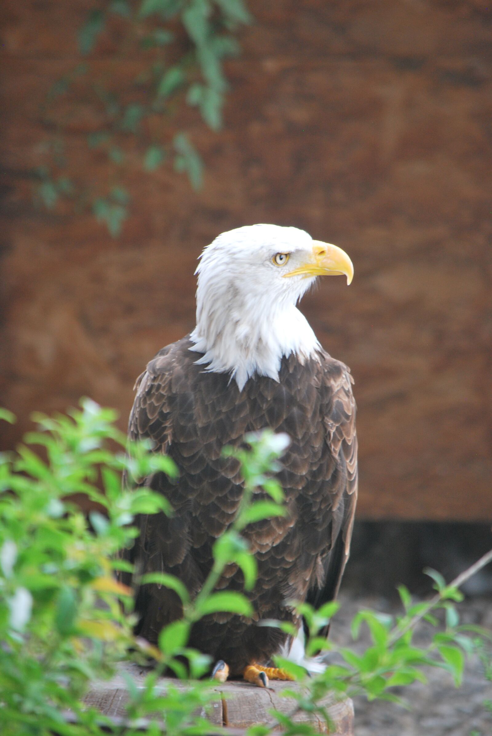 Nikon D60 sample photo. Eagle, alsace, white head photography