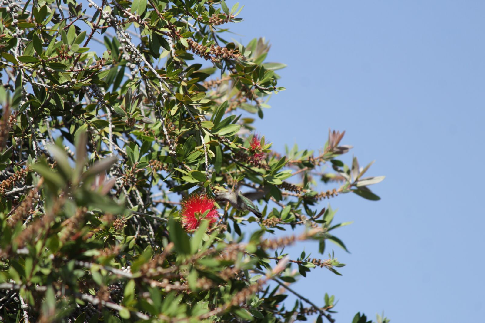 Canon EOS 1300D (EOS Rebel T6 / EOS Kiss X80) + Canon EF-S 55-250mm F4-5.6 IS II sample photo. Humming, bird, bottle brush photography