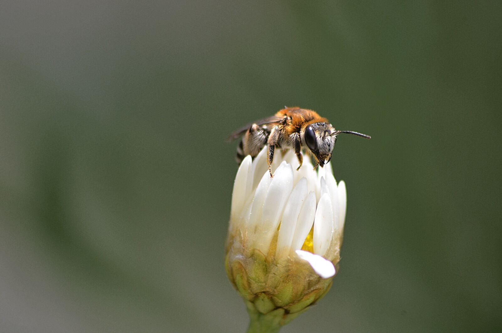 Nikon D5100 sample photo. Bee, flower, insects photography