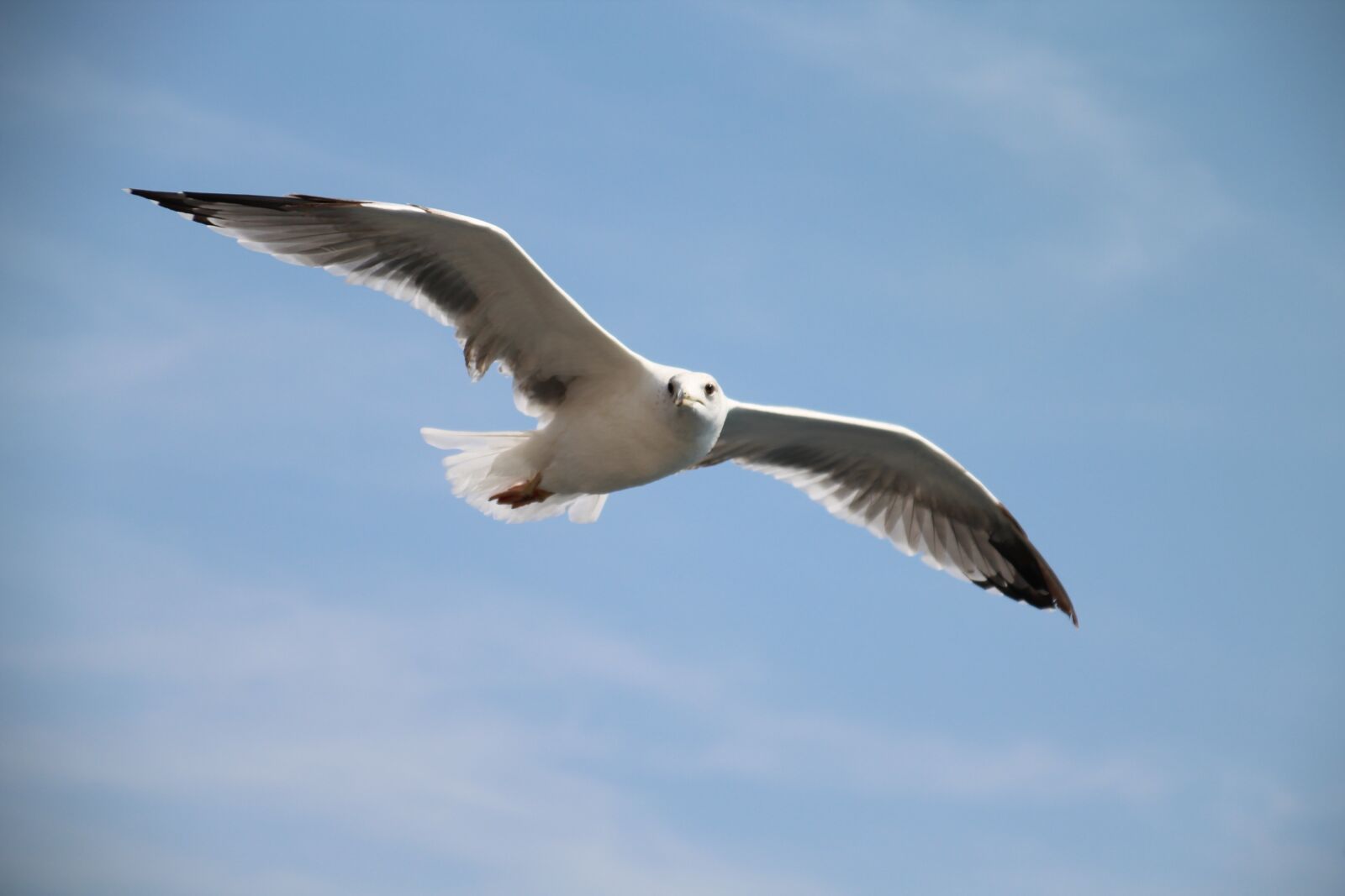 Canon EOS 1300D (EOS Rebel T6 / EOS Kiss X80) + Canon TS-E 90mm F2.8 Tilt-Shift sample photo. Seagull, bird, wing photography