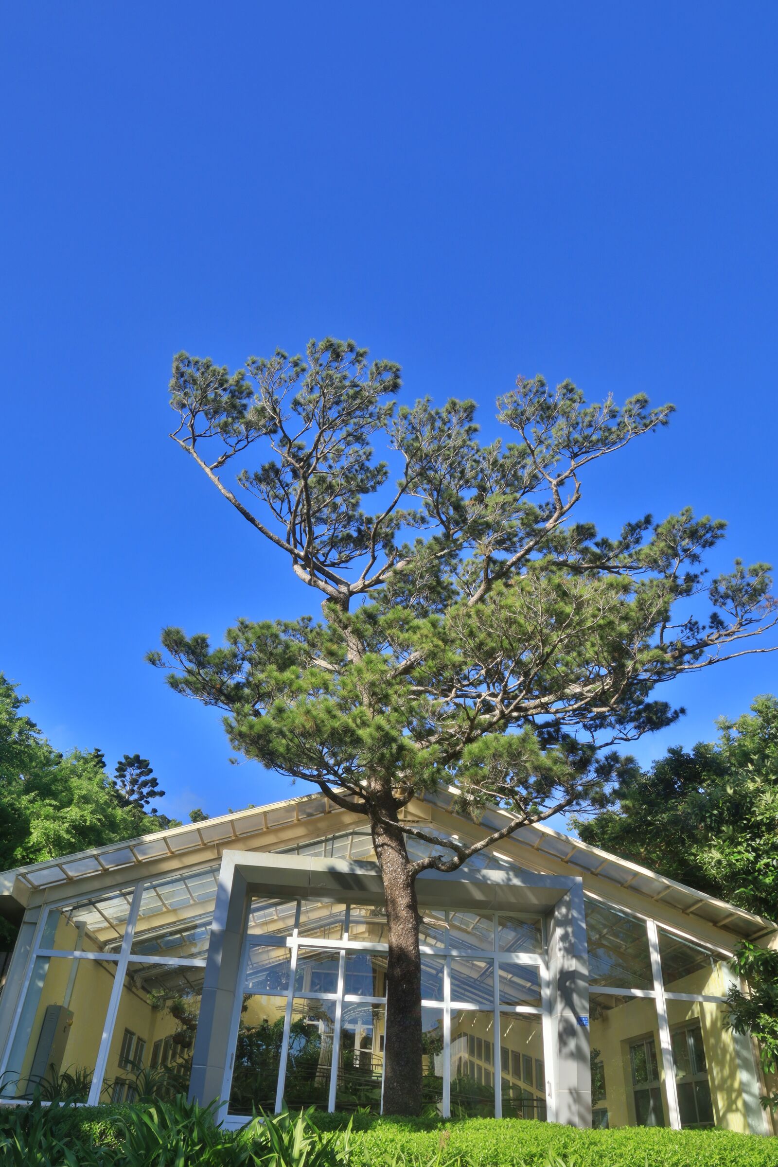 Canon EOS RP + Canon RF 24-105mm F4L IS USM sample photo. Tree, house, blue photography