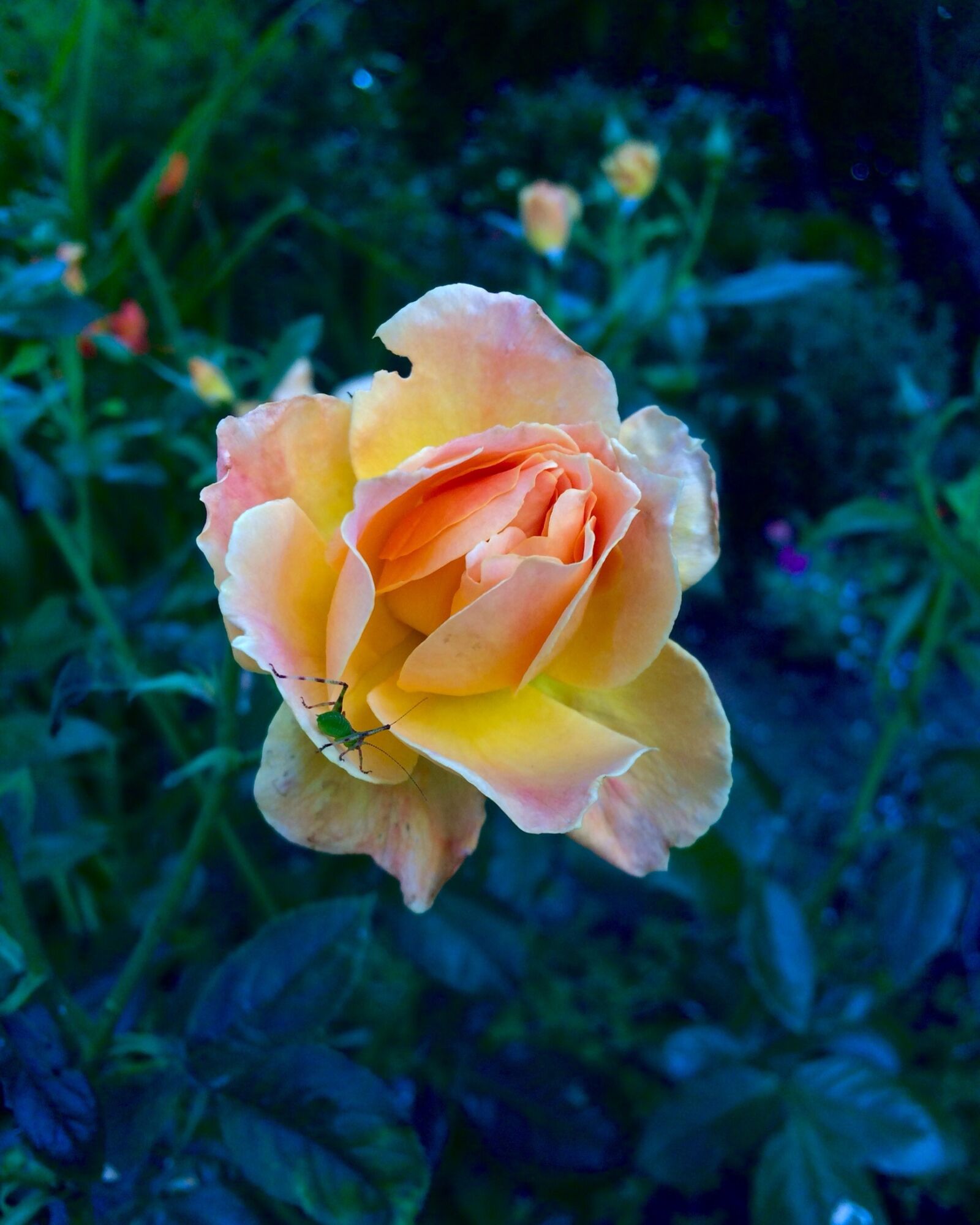 iPhone 5s back camera 4.15mm f/2.2 sample photo. Peach rose, katydid, dark photography