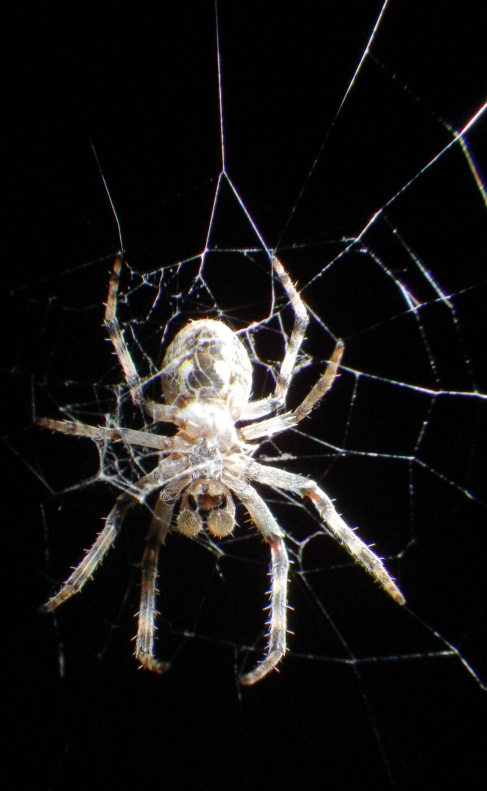 Pentax Optio WG-2 sample photo. Spider, web, cobweb photography